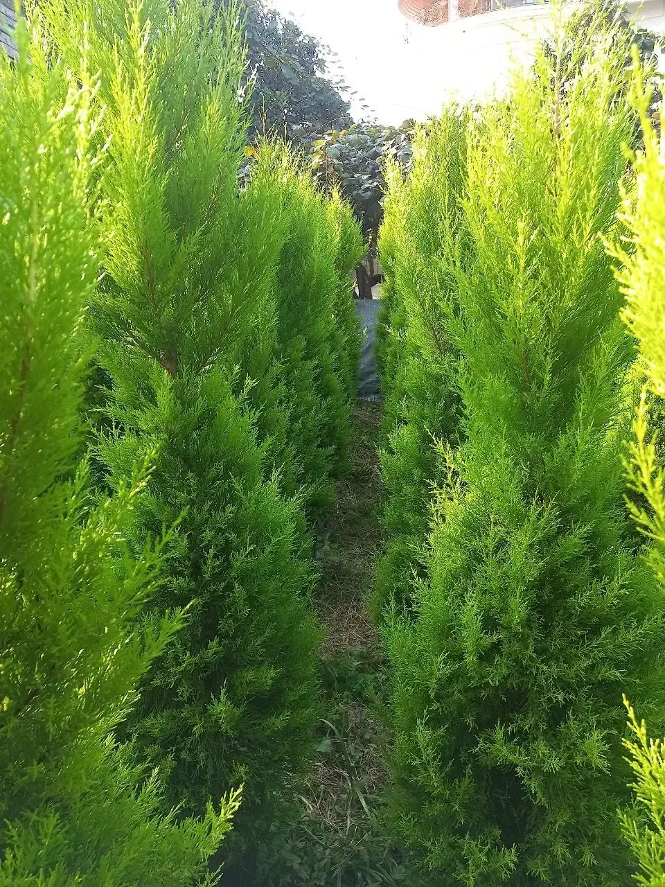 لاوسون  یاس هلندی شمشاد طلایی|خدمات باغبانی و درختکاری|چابکسر, |دیوار