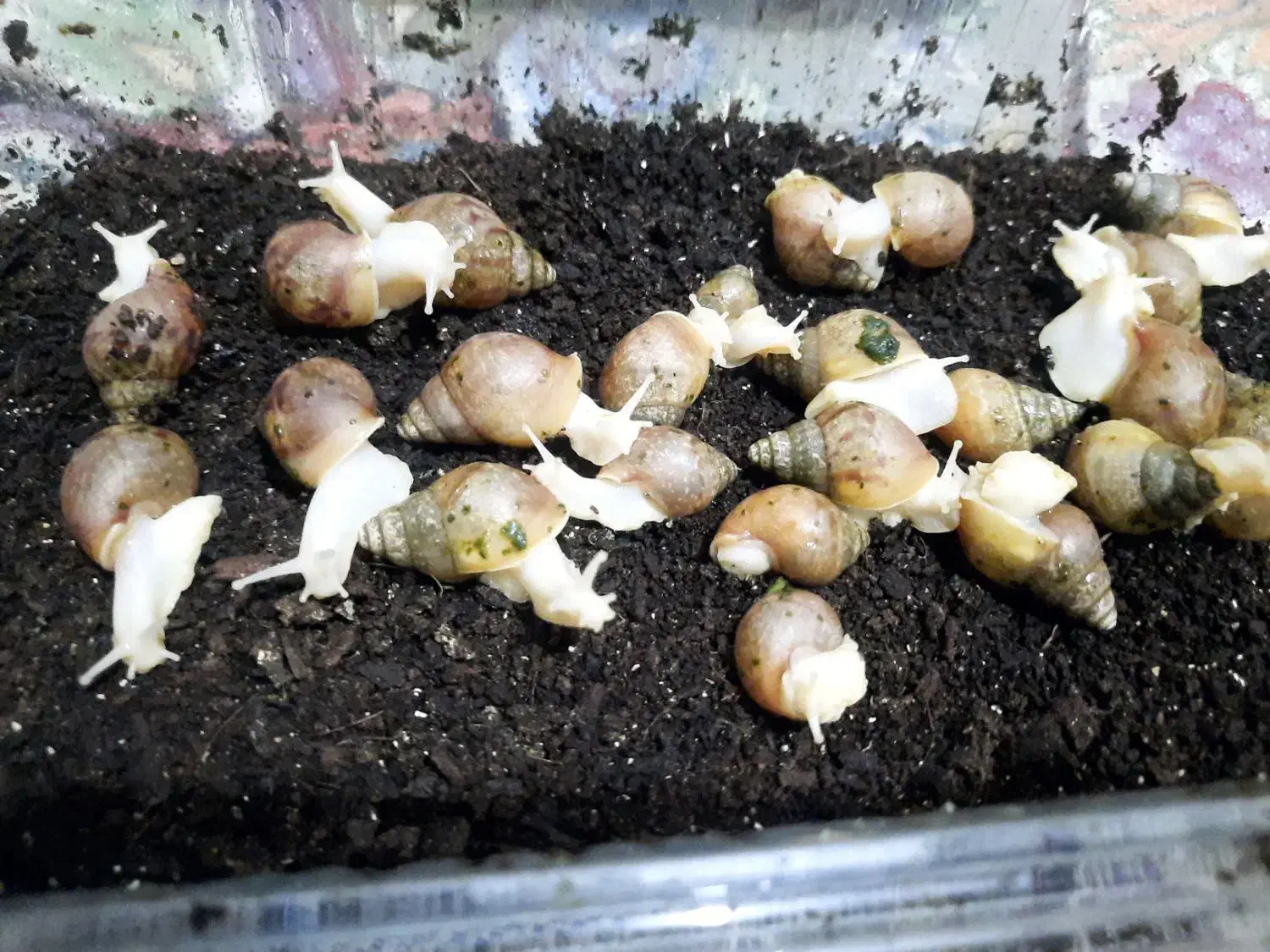 حلزون|خزنده|کرج, شهرک بنفشه|دیوار