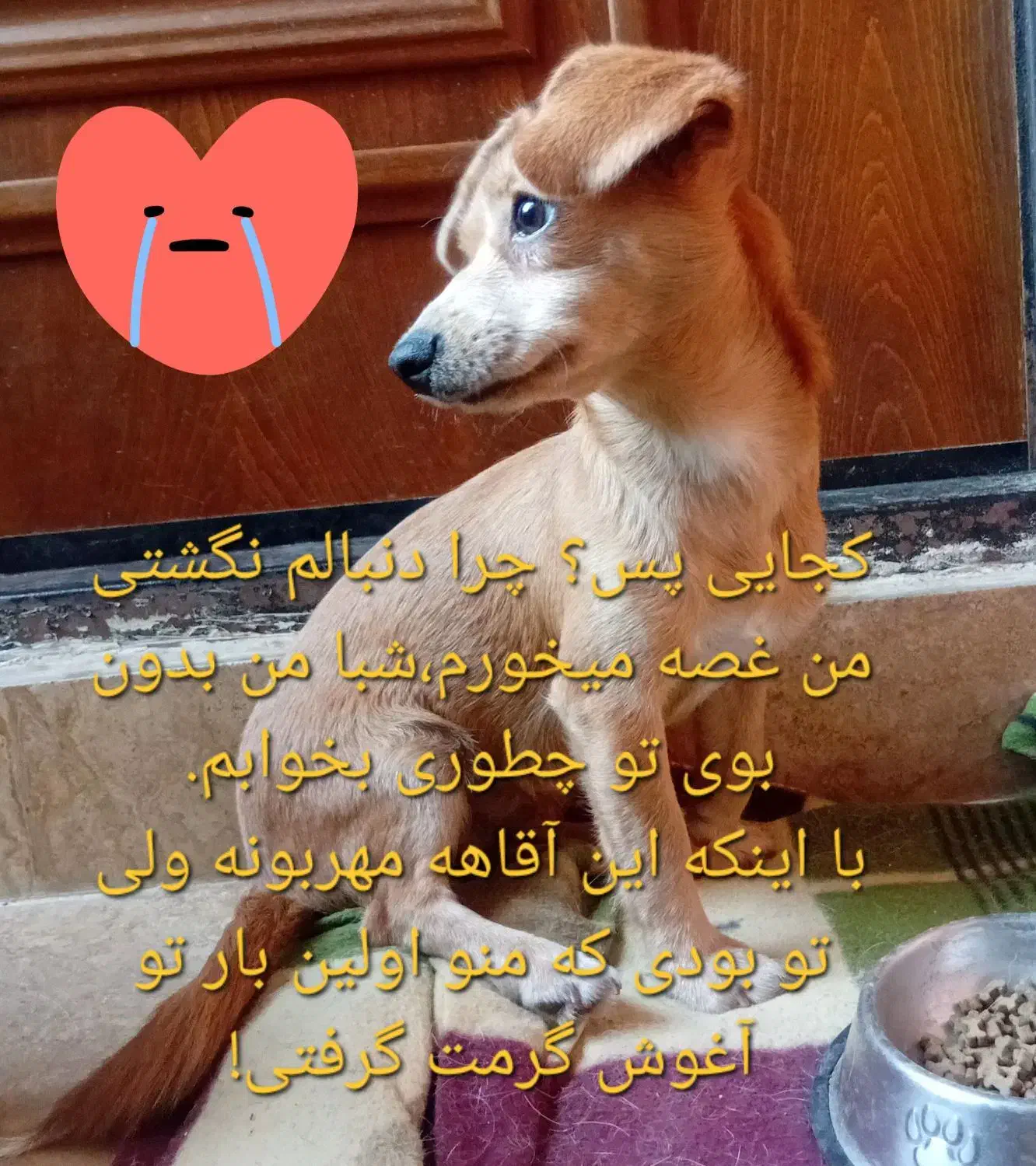 سگ شیوا وا میکس پیداشده|سگ|گرگان, |دیوار