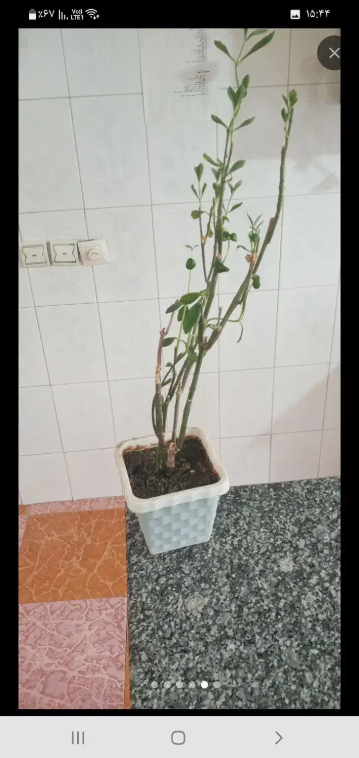 گل های آپارتمانی|گل و گیاه طبیعی|ملایر, |دیوار