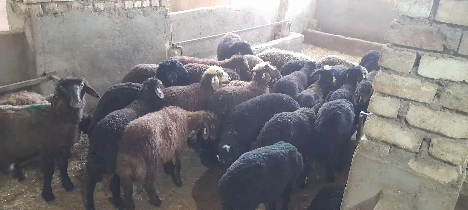 فروش همو و هترو|حیوانات مزرعه|کویرات, |دیوار