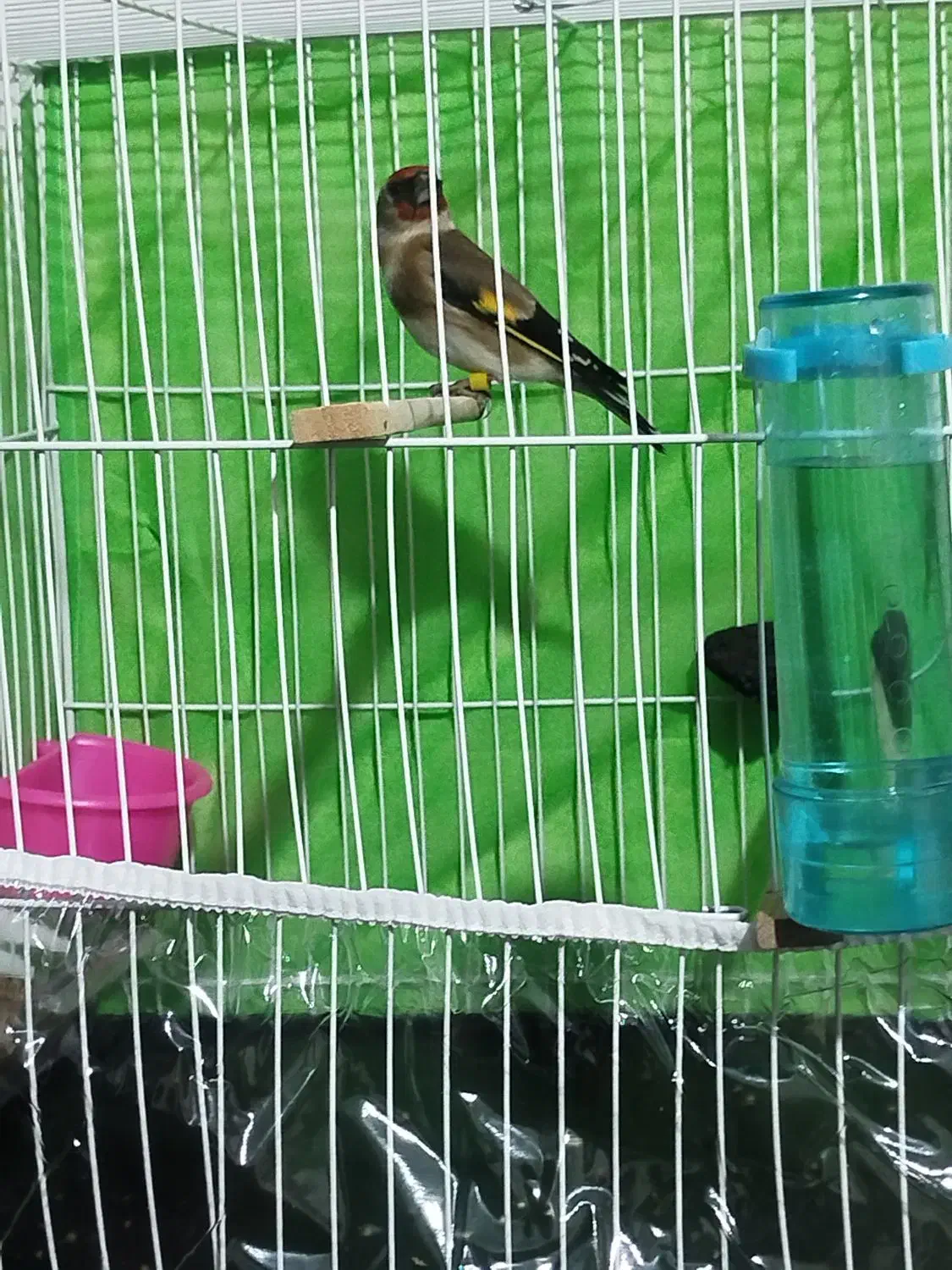 قناری سهره فنچ|پرنده|مشهد, کارگران|دیوار