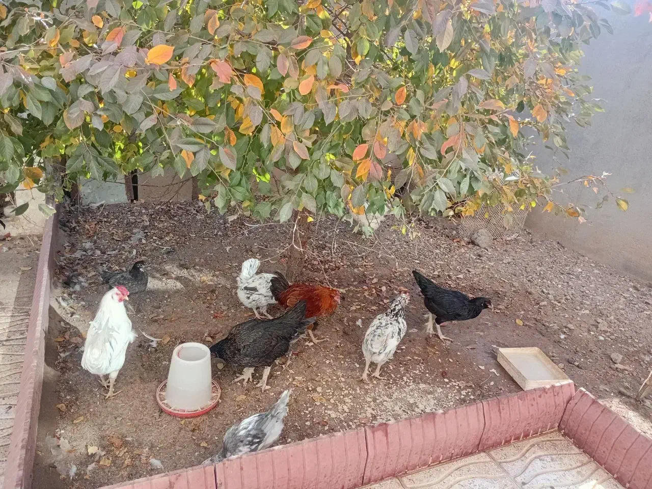 فروش مرغ و خروس|حیوانات مزرعه|ترکمانچای, |دیوار