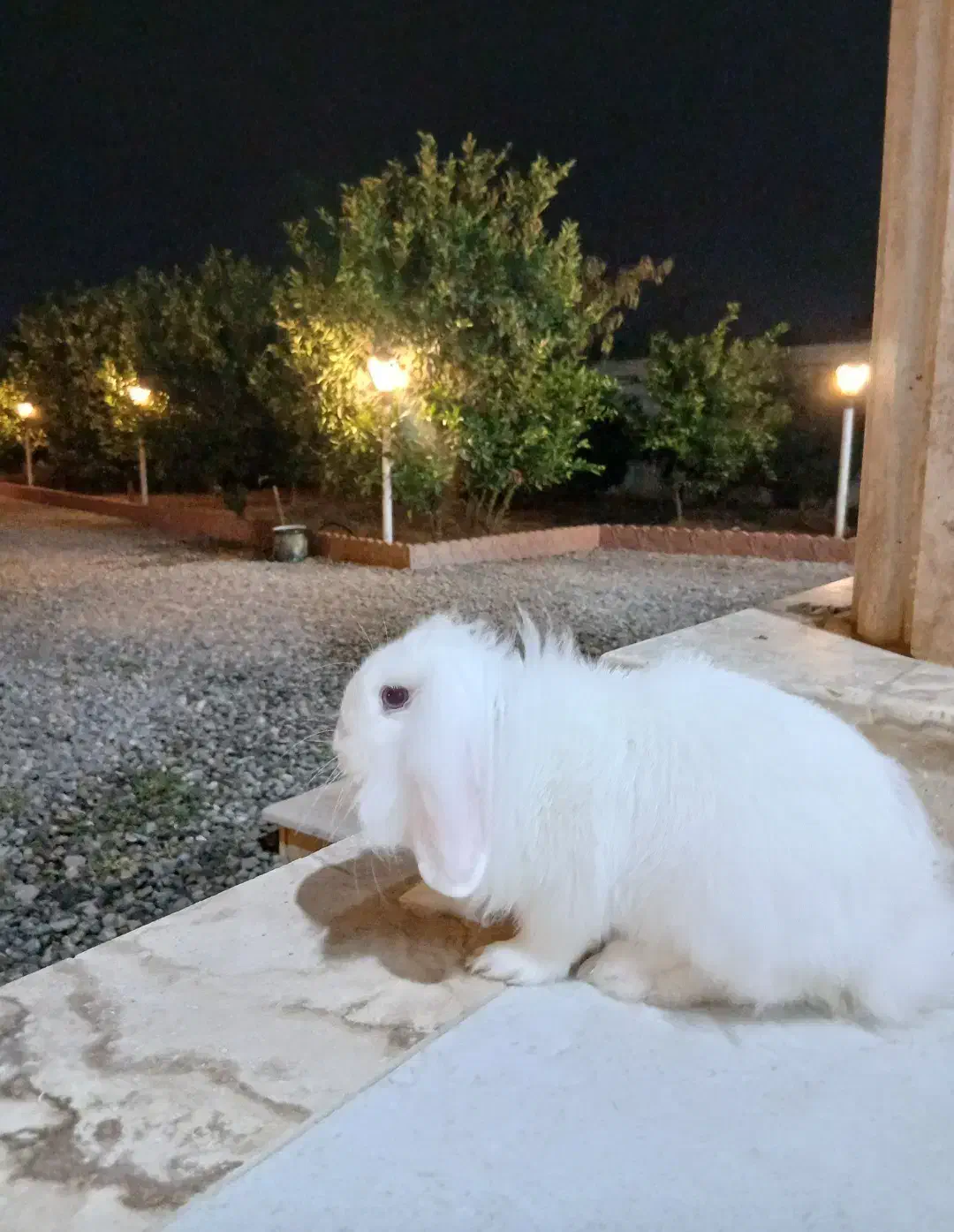 خرگوش لوپ چشم ابی ۶ ماهه به همراه وسایل|موش و خرگوش|بابل, |دیوار