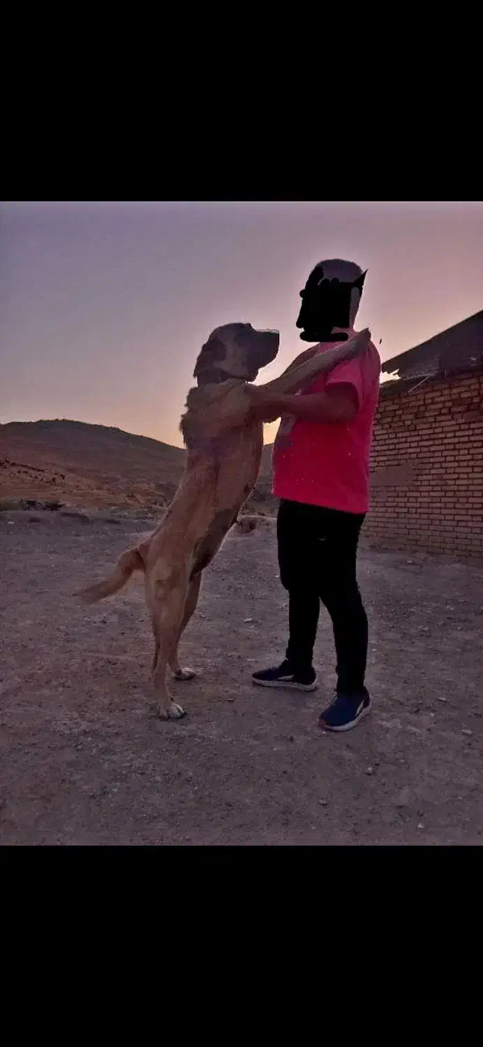 ماده سرابی اصل|سگ|رودهن, |دیوار