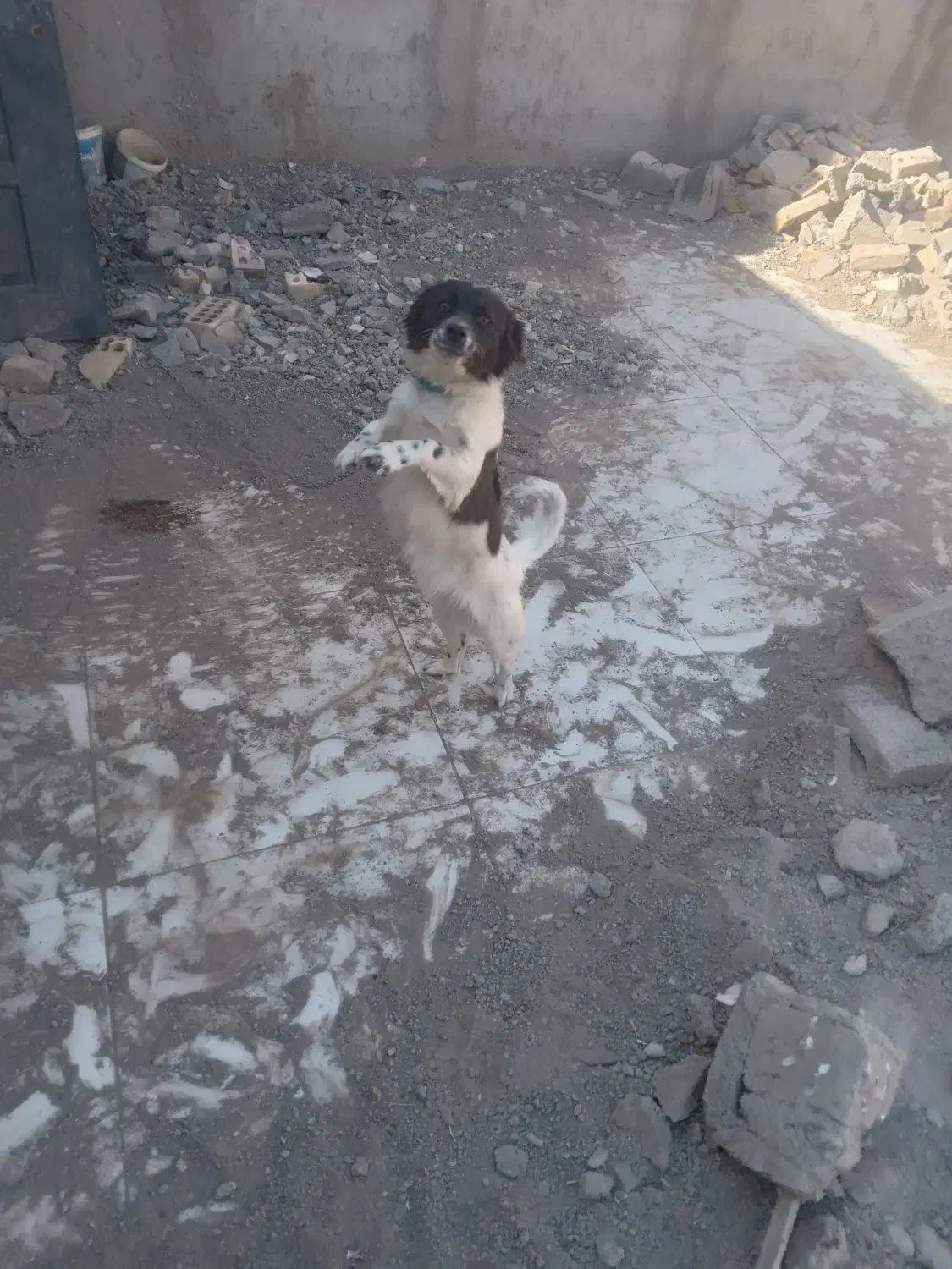 پاکوتا ماده خراسانی گیرند|سگ|نیشابور, فخریه|دیوار