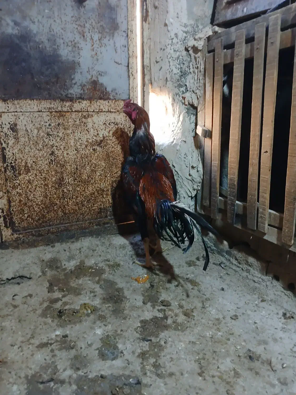 فروش خروس لاری|پرنده|تهران, فلسطین (میدان انقلاب)|دیوار