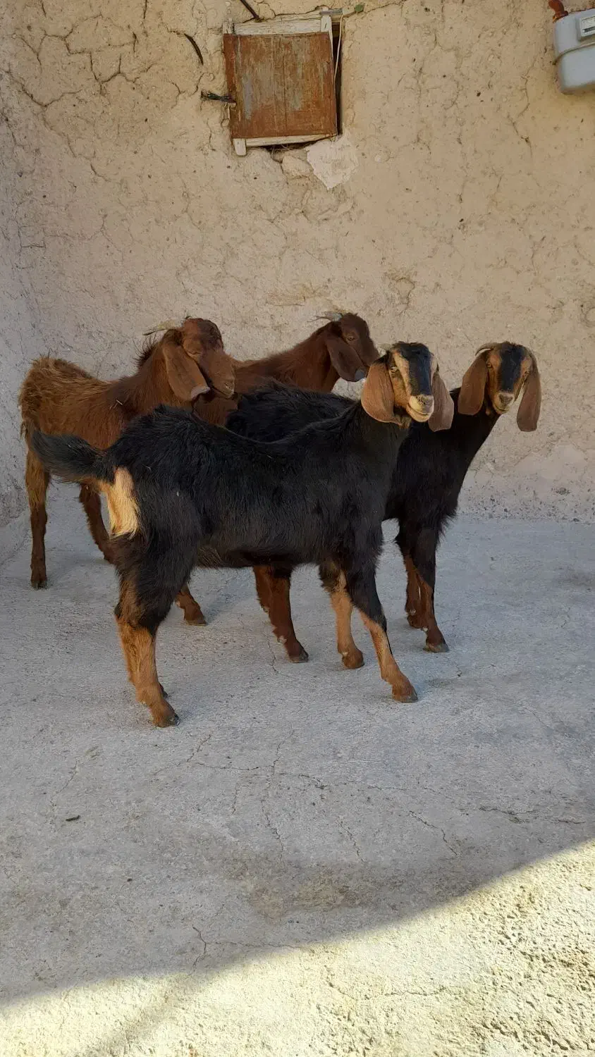 بزغاله نر وماده|حیوانات مزرعه|قروه, |دیوار