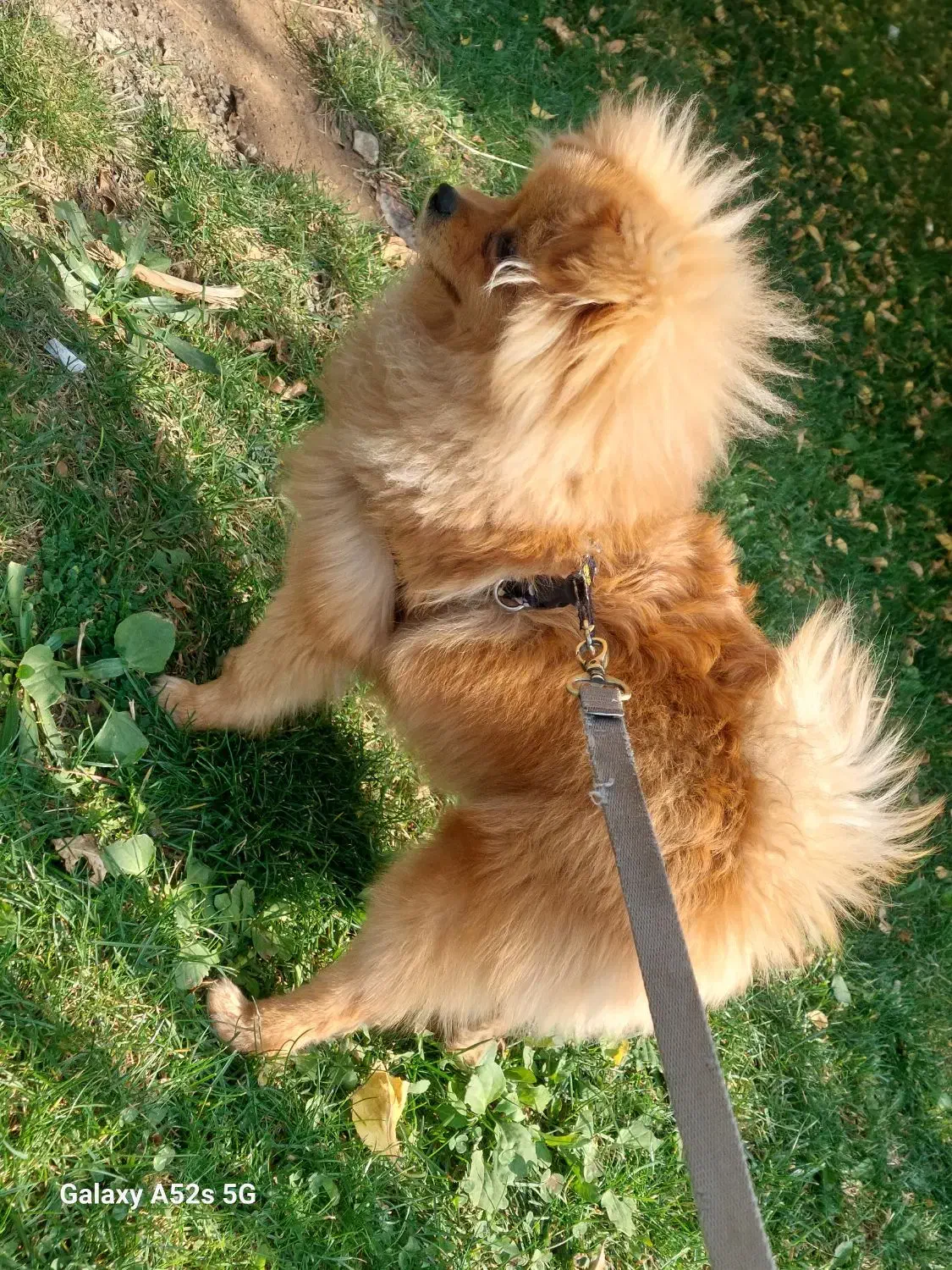 سگ پامر|سگ|کرج, عظیمیه|دیوار