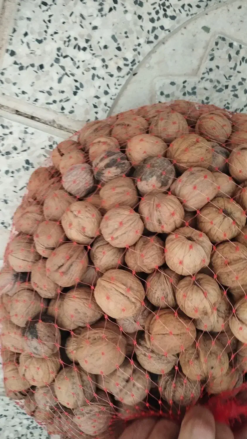 گردو کاغذی|خوردنی و آشامیدنی|شیراز, گویم|دیوار