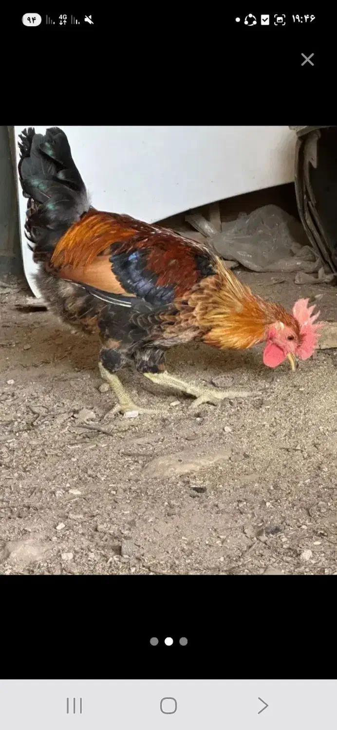 تخم نطفه دار گلین لری قلم سبز اصل|حیوانات مزرعه|قم, بلوار امین و ساحلی|دیوار