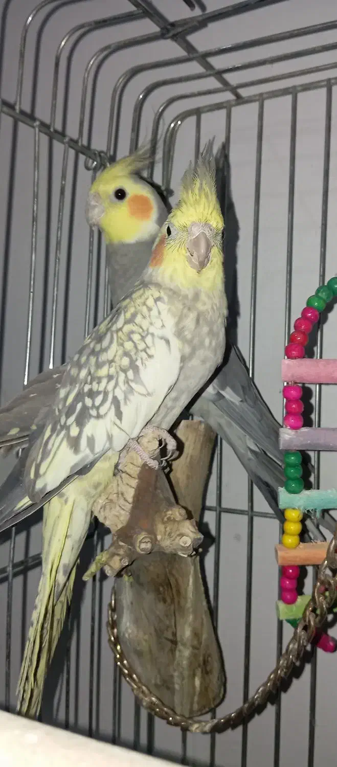 جفت عروس هلندی نیمه دستی|پرنده|کازرون, |دیوار