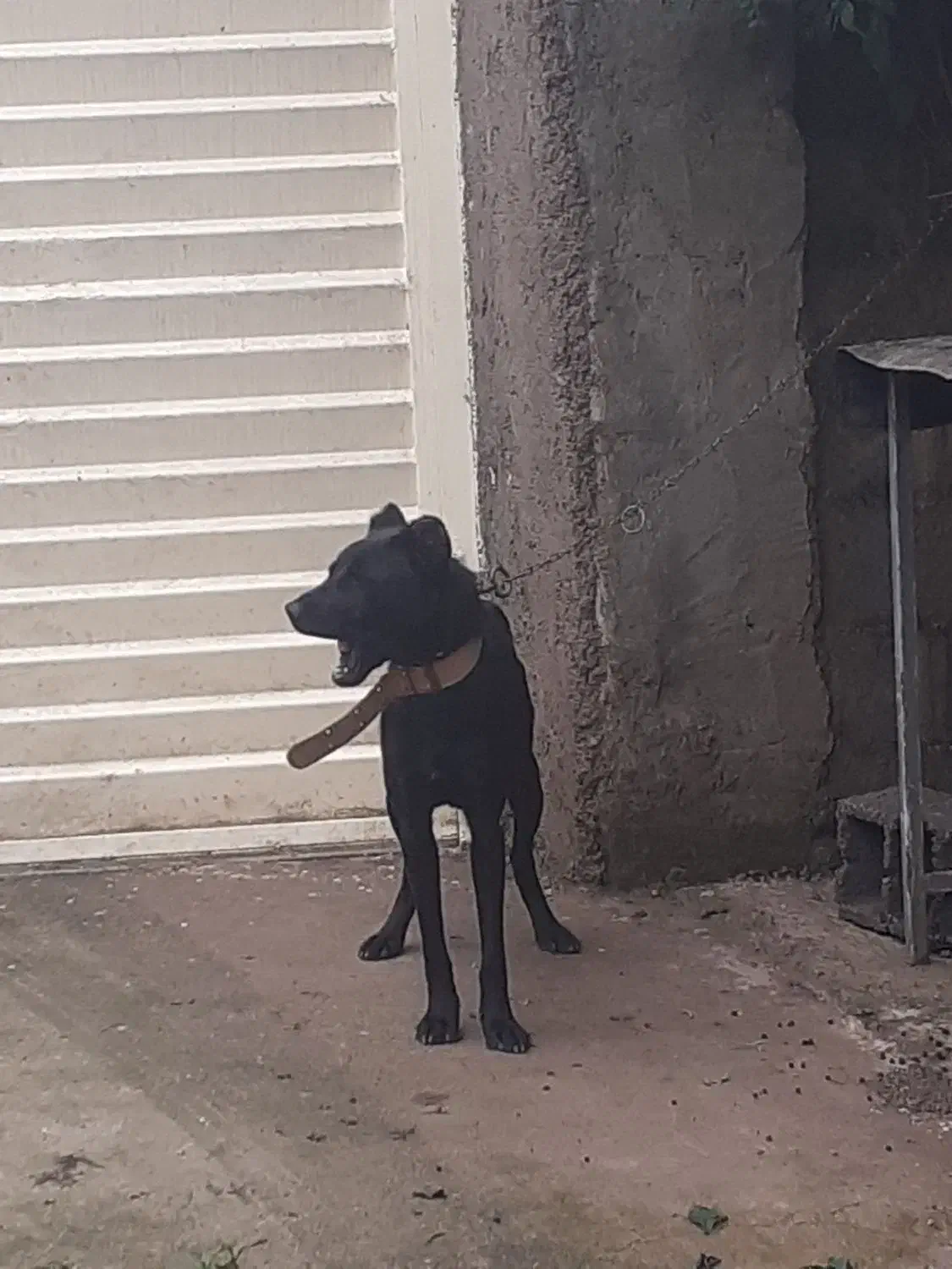 سگ کن کورسو ماده ۱۰ ماهه دورگ|سگ|سنگر, |دیوار