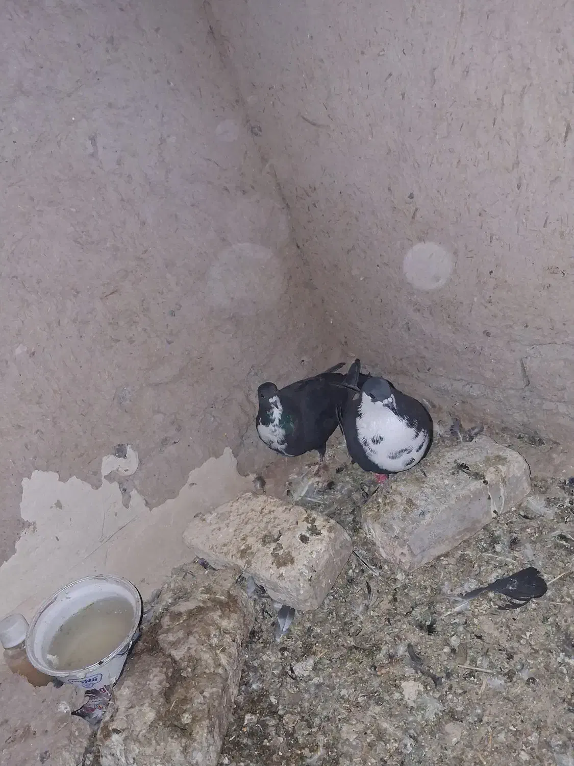 کبوتر|پرنده|تربت‌حیدریه, طالقانی|دیوار