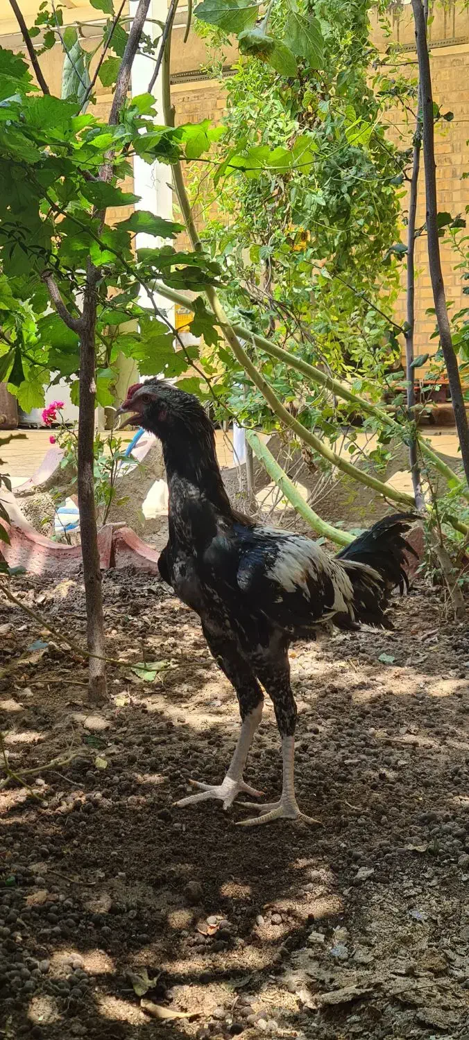 لاری|حیوانات مزرعه|خمینیشهر, |دیوار