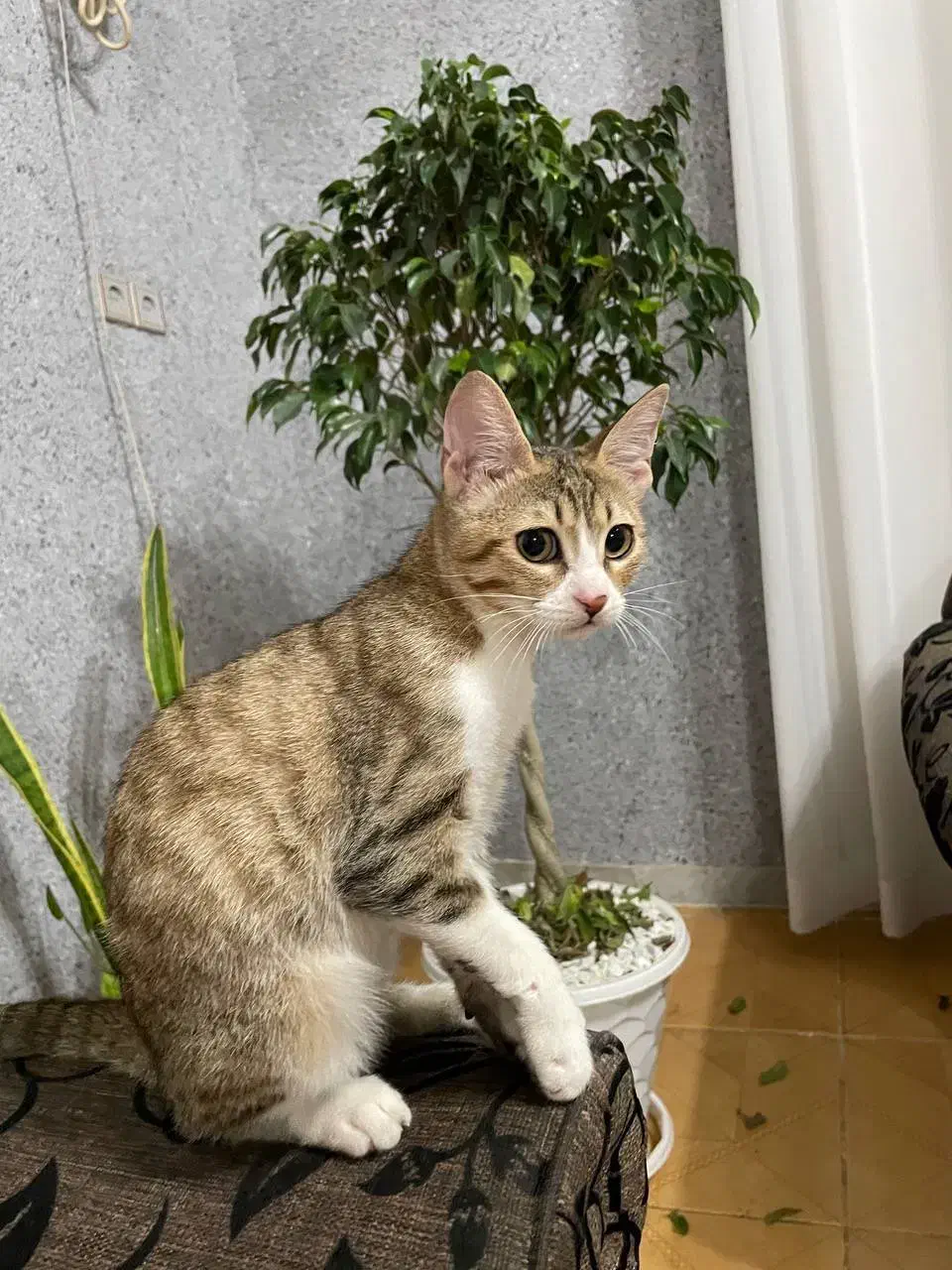 واگذاری رایگان گربه D sh|گربه|رشت, گلسار|دیوار