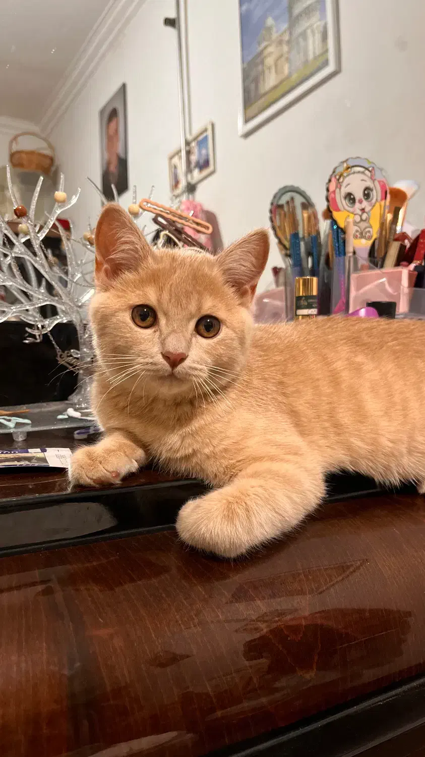 گربه میکس اسکاتیش و بریتیش|گربه|ارومیه, |دیوار