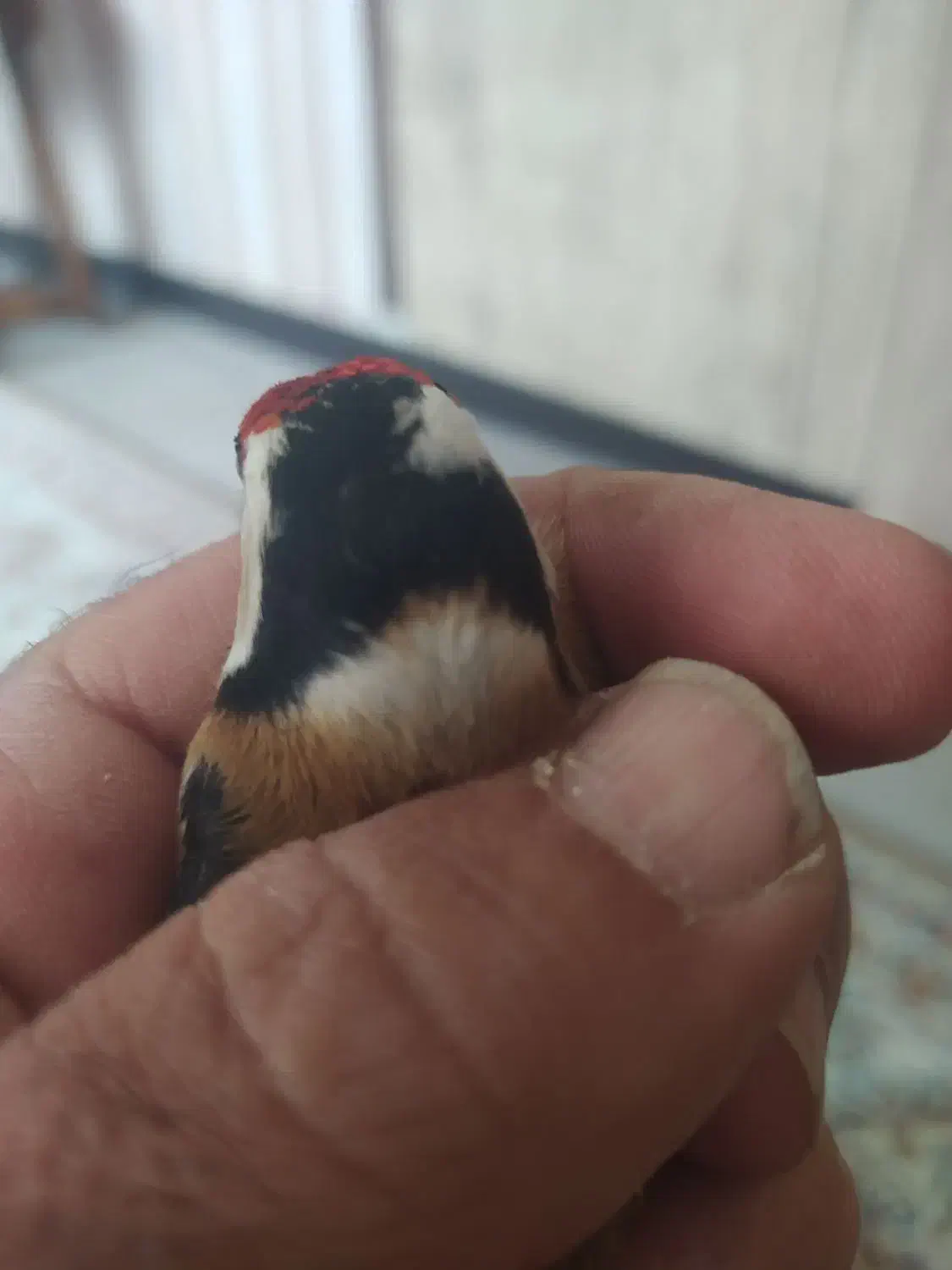 دوعددسهره چهارگل|پرنده|شیراز, کوی زهرا|دیوار