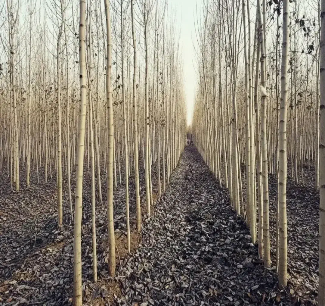 فوری فوری نهال صنوبر|حراج|بوکان, |دیوار