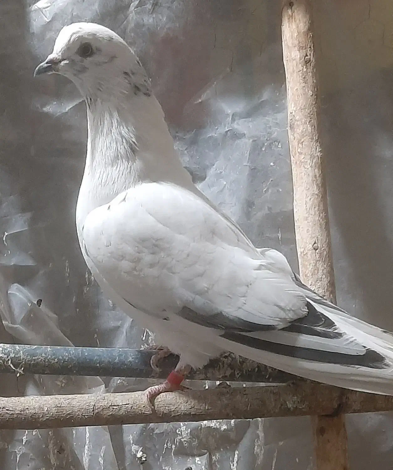 کبوتر پرشی|پرنده|شاهینشهر, خانه کارگر|دیوار