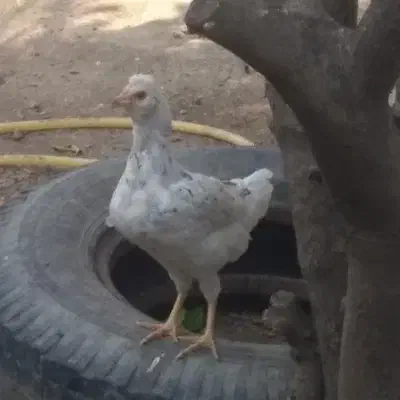 تخم گلین تازه|حیوانات مزرعه|علی‌آباد کتول, |دیوار