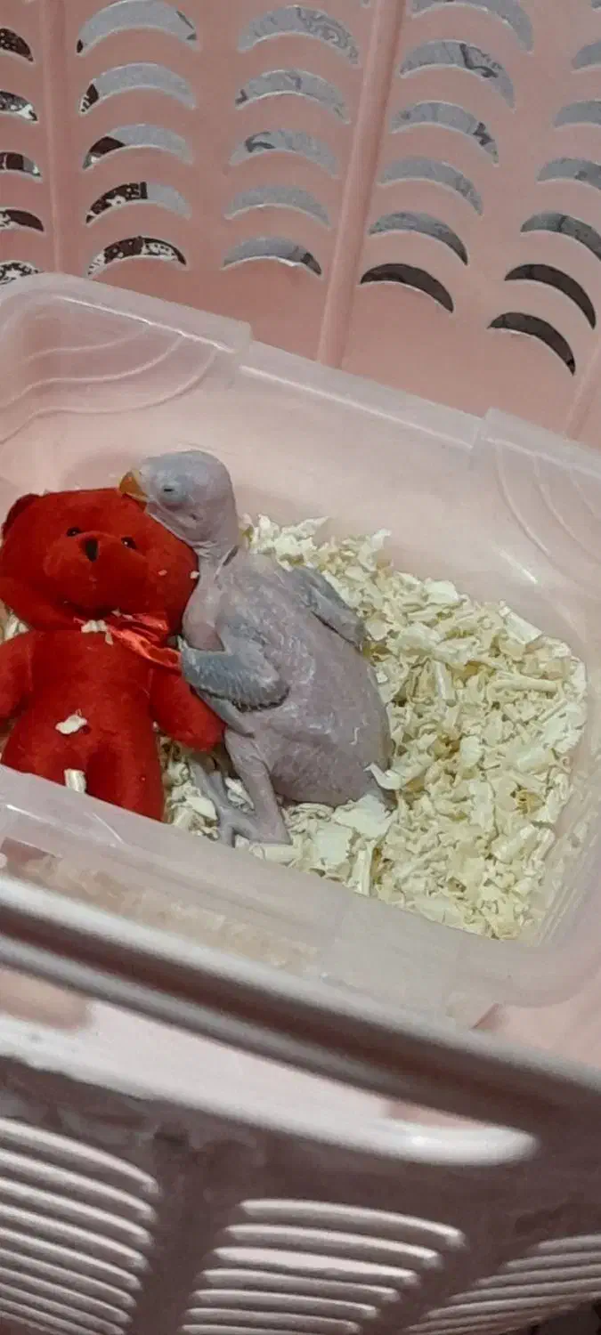 سبز|پرنده|قم, باغ اشرافی|دیوار