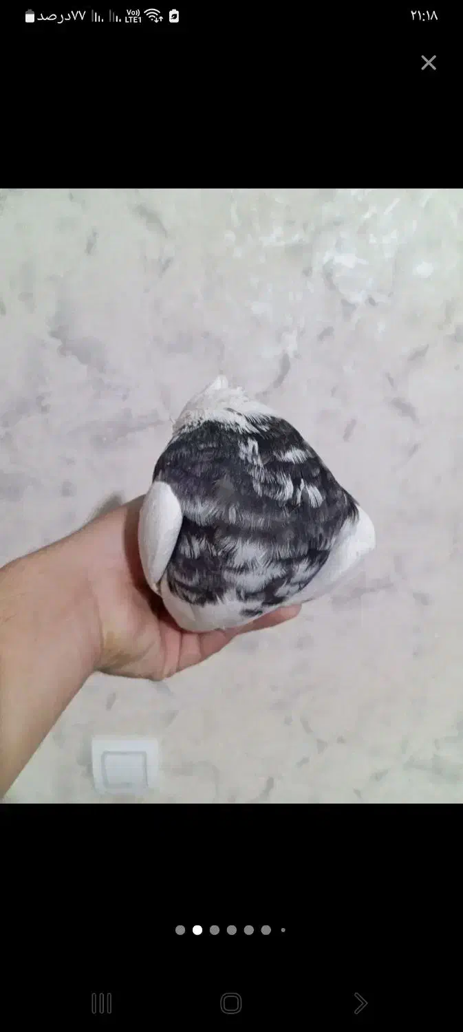 کبوترطوقی|پرنده|قدس, شهر‌قدس|دیوار