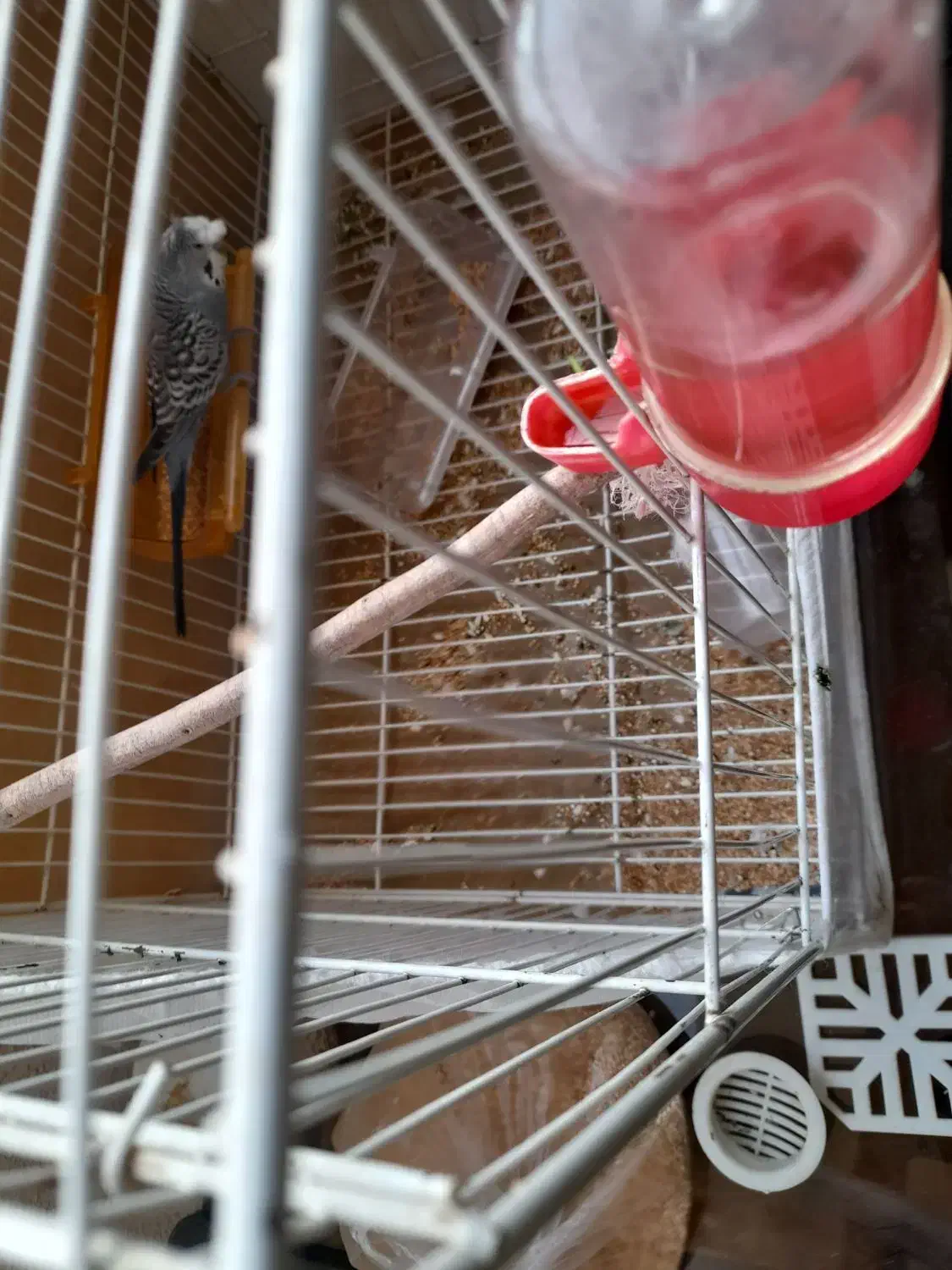 مرغ عشق نر|پرنده|پردیس, فاز ۸|دیوار