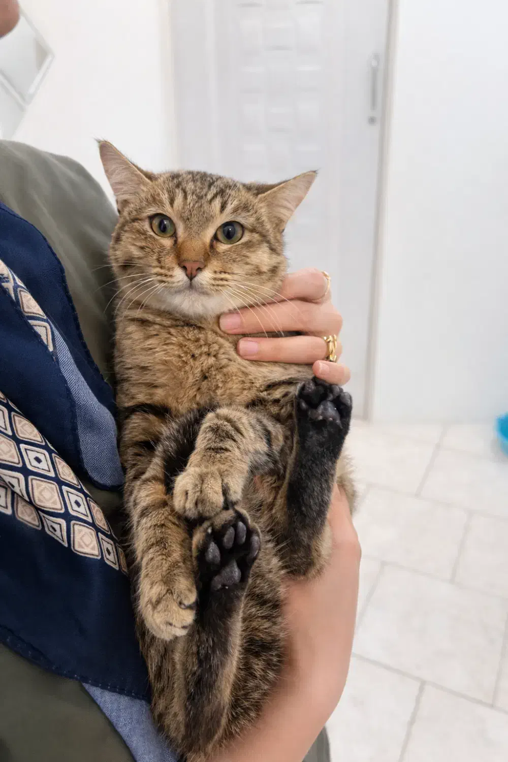 گربه ۷ ماهه عقیم شده|گربه|قائم‌شهر, |دیوار