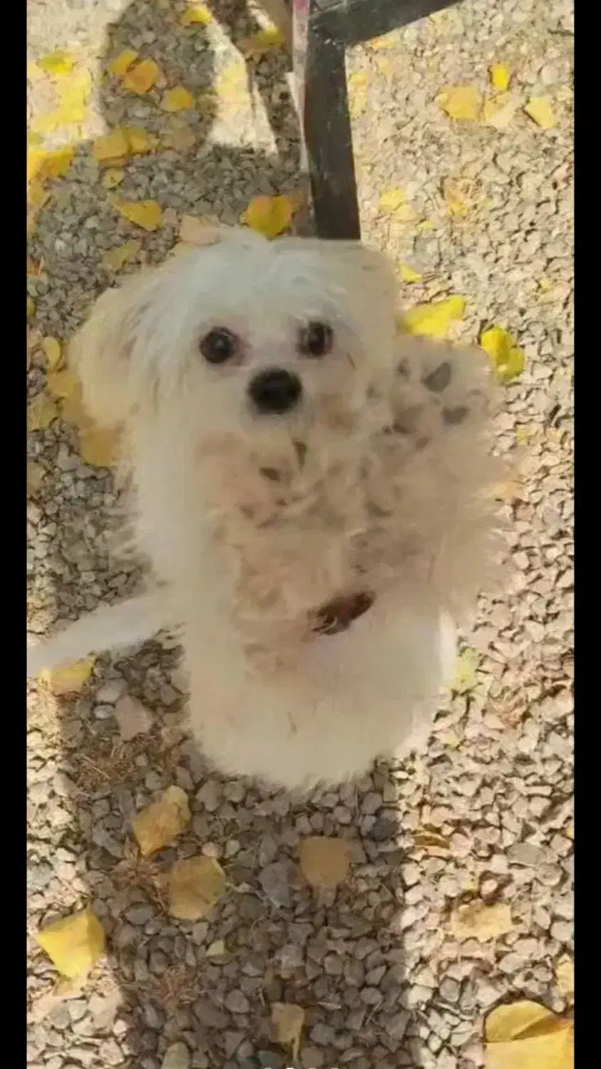 سگ پامر نژاد شیتزو|سگ|یاسوج, |دیوار