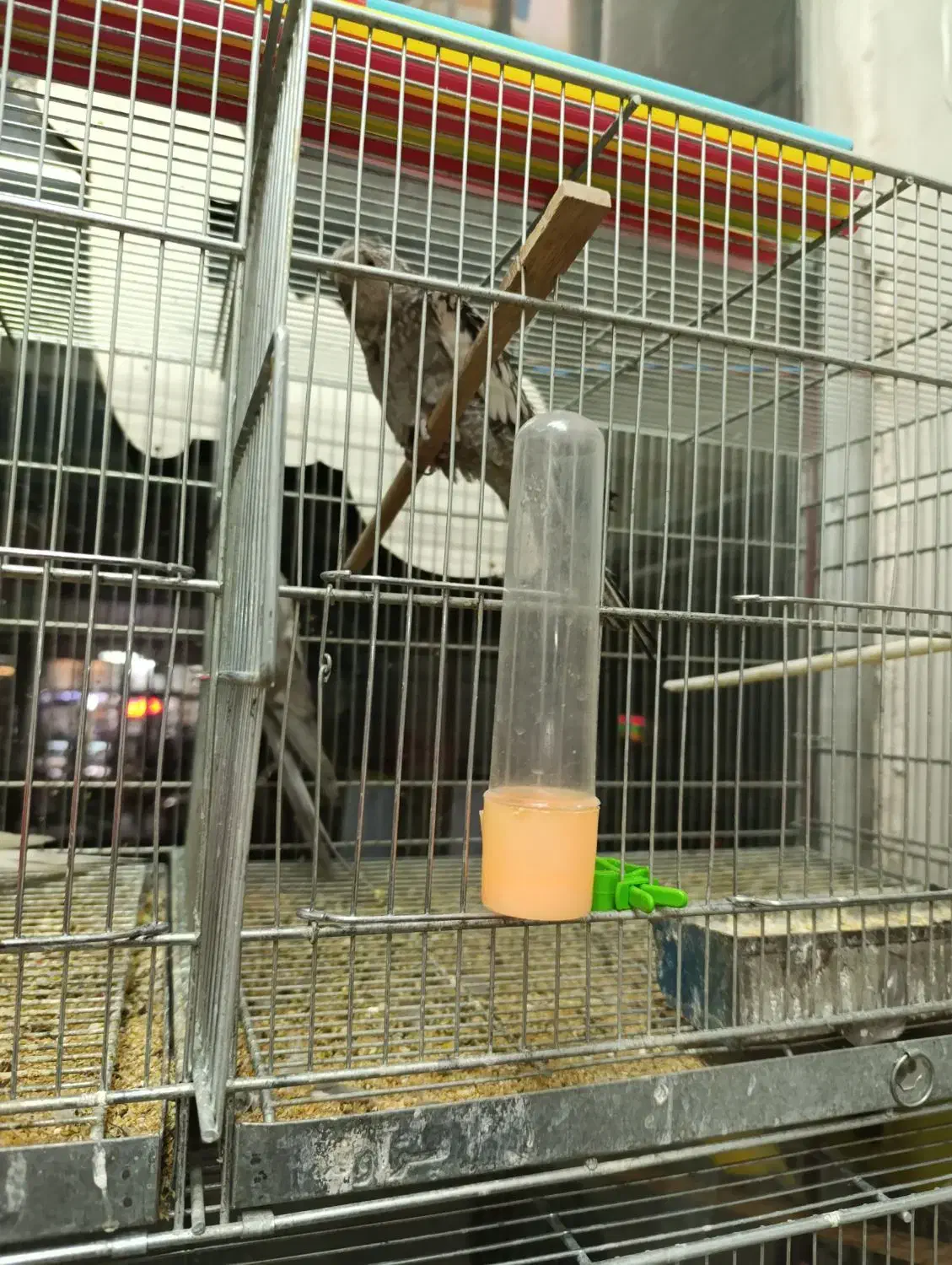 طوطی عروس هلندی|پرنده|الوند, |دیوار