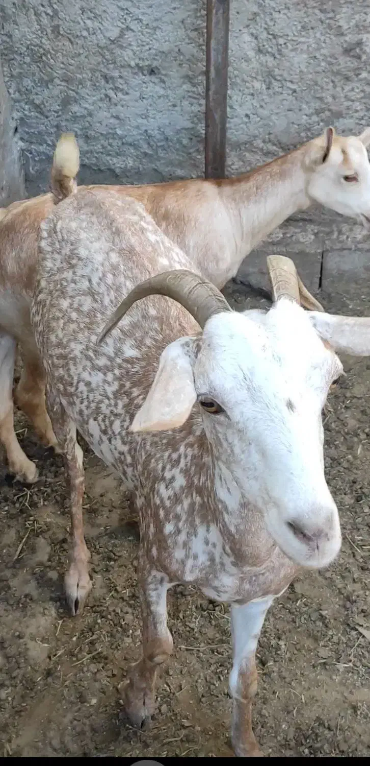 بز اصل صلاله‌ وارداتی|حیوانات مزرعه|چابهار, |دیوار