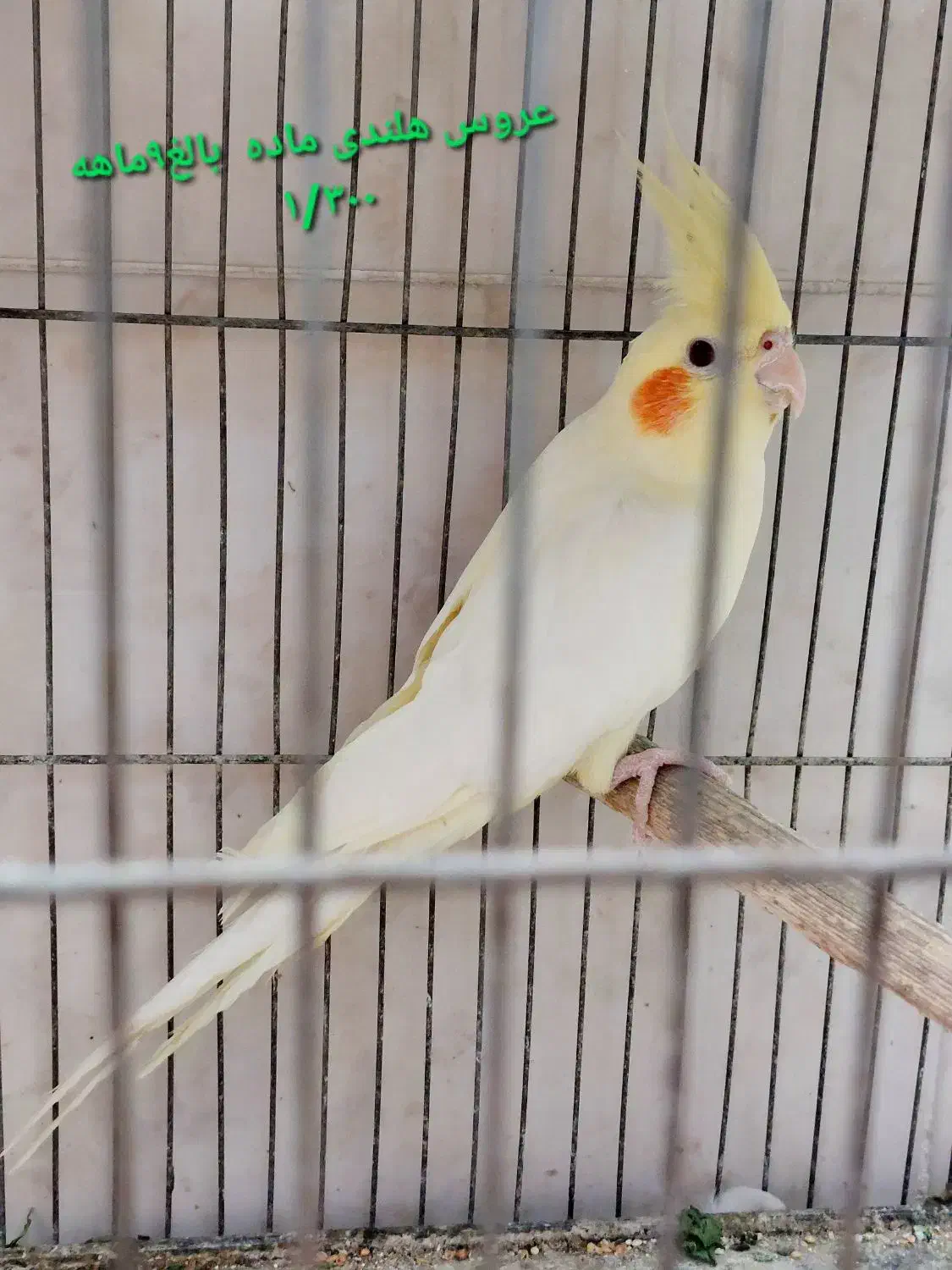 عروس هلندی. طوطی برزیلی سریلاکی بالغ تخم گذار|پرنده|کازرون, |دیوار