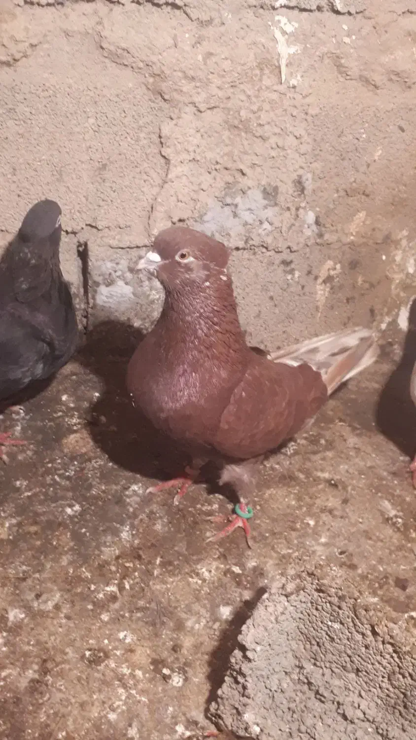 کفتر سرخ|پرنده|دلند, |دیوار