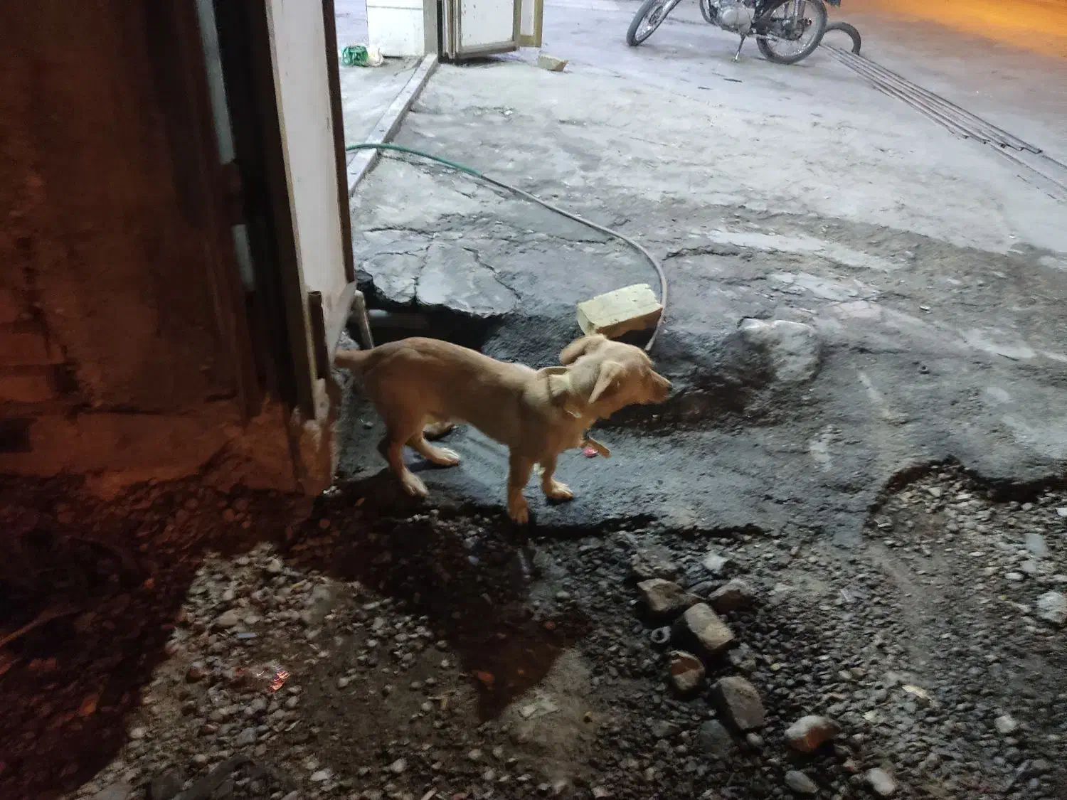 سگ پا کوتاه|سگ|افزر, |دیوار