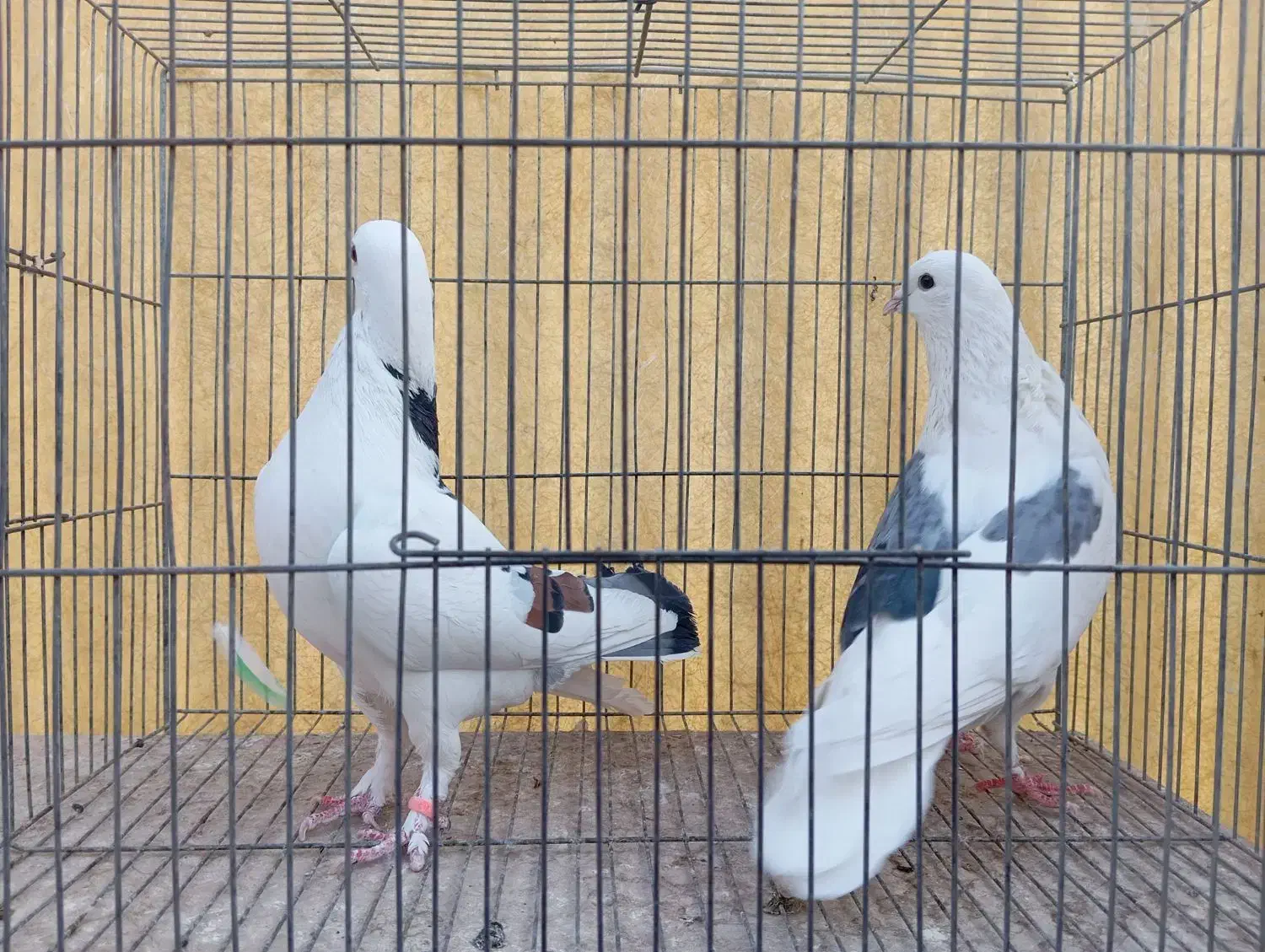 کبوتر هما تیکه پاره|پرنده|تهران, بیسیم|دیوار