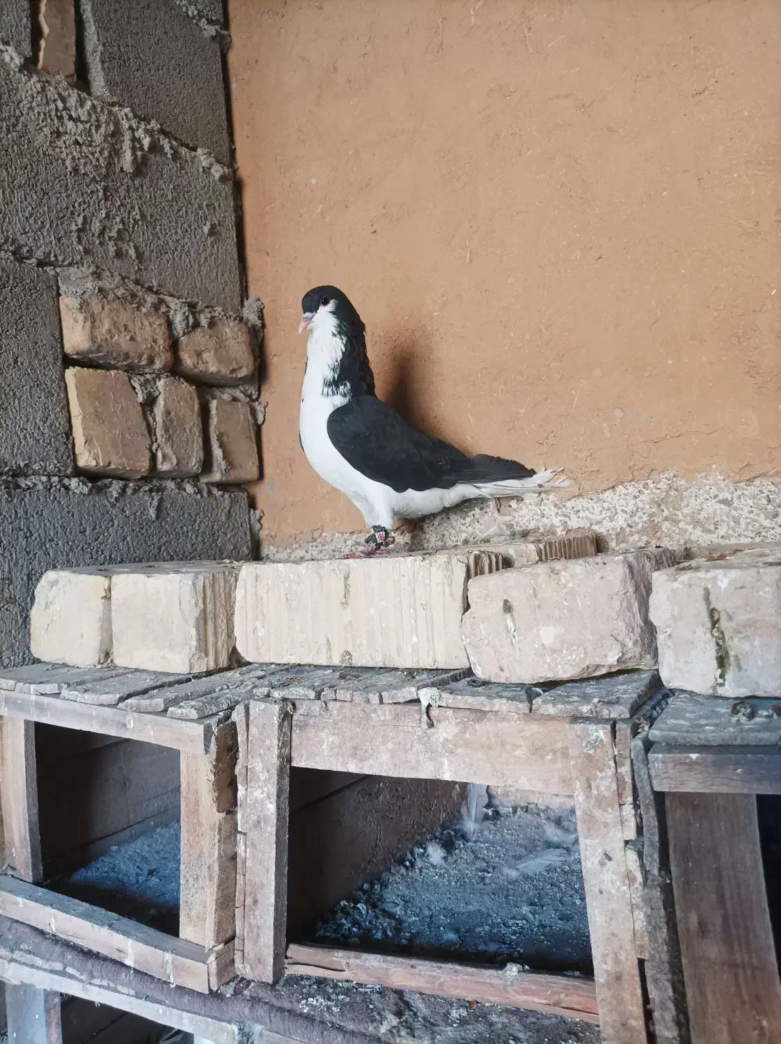 کبوتر|پرنده|فسا, |دیوار