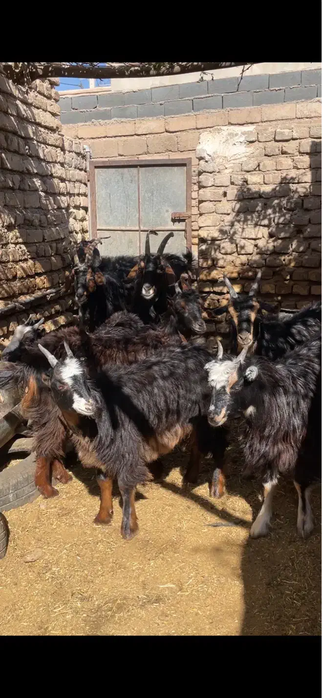 بره.بزغاله.میش.بز.گوسفند|حیوانات مزرعه|گرمسار, |دیوار