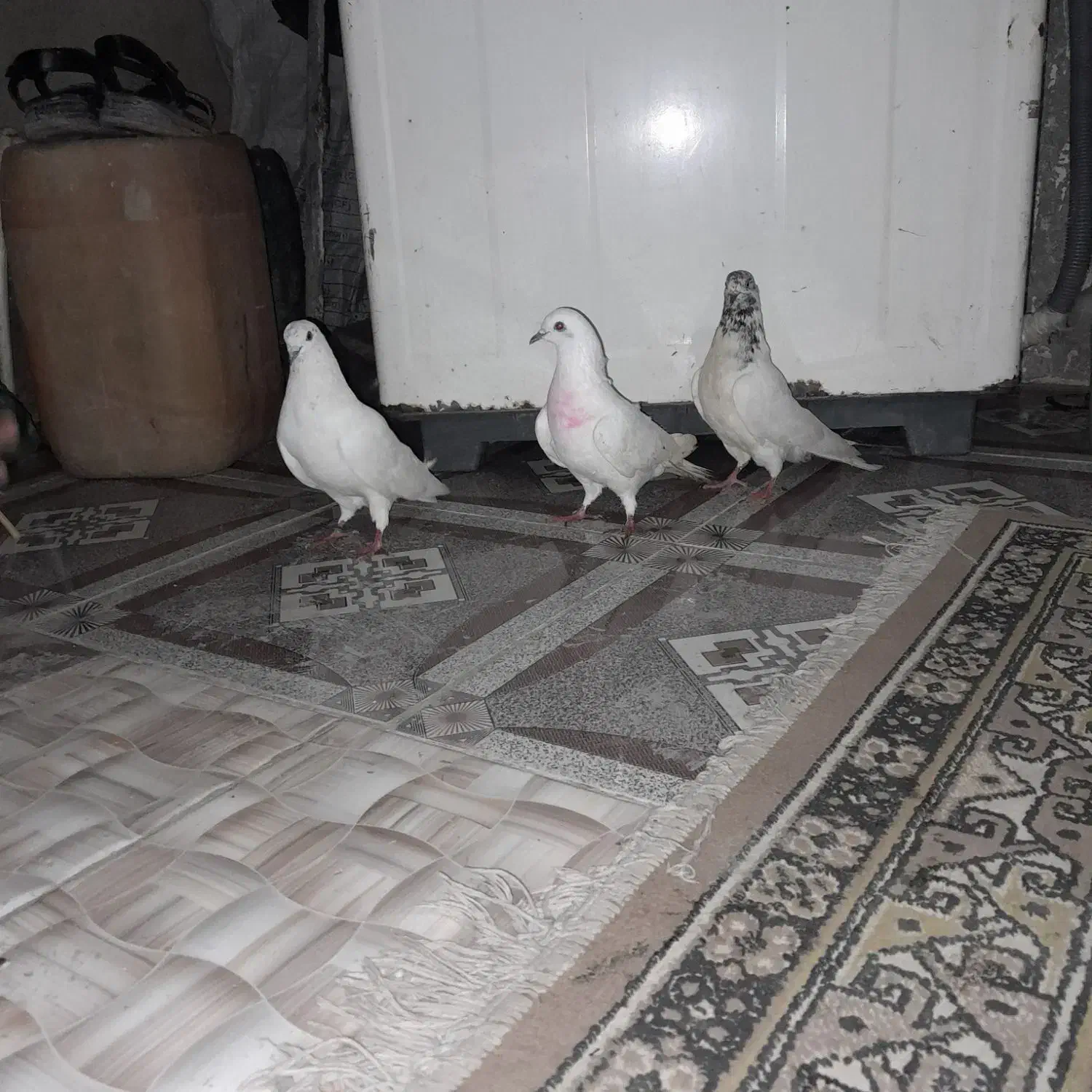 سه عدد کبوتر پرشی|پرنده|گرگان, |دیوار