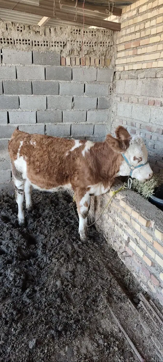 گوساله ماده|حیوانات مزرعه|نگین شهر, |دیوار