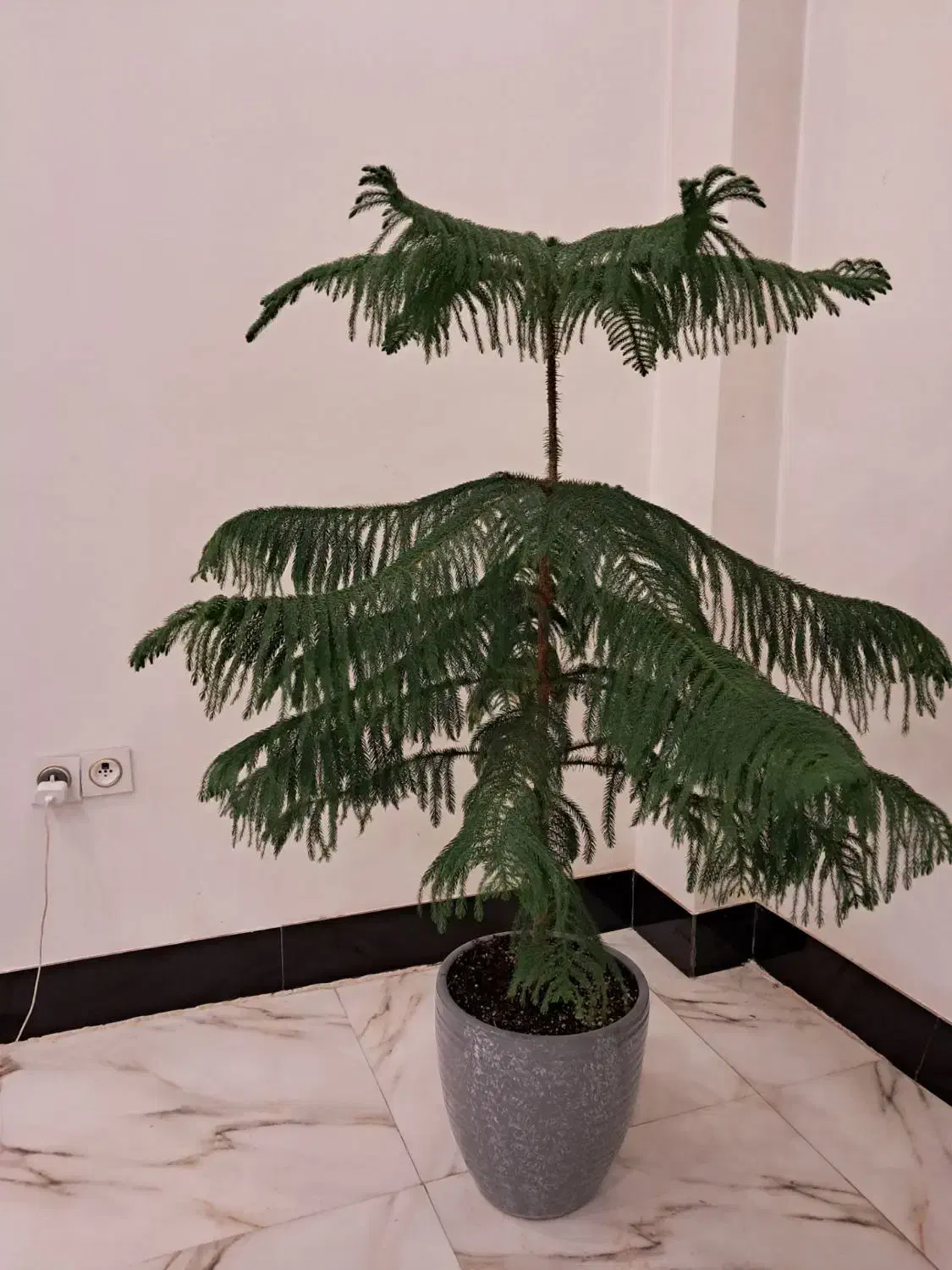 گل کاج مطبق|گل و گیاه طبیعی|تربت جام, زیباکنار|دیوار