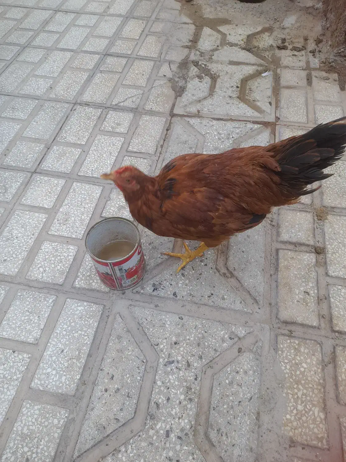 خروس4ماهه|حیوانات مزرعه|سبزوار, شهرک ابوذر|دیوار