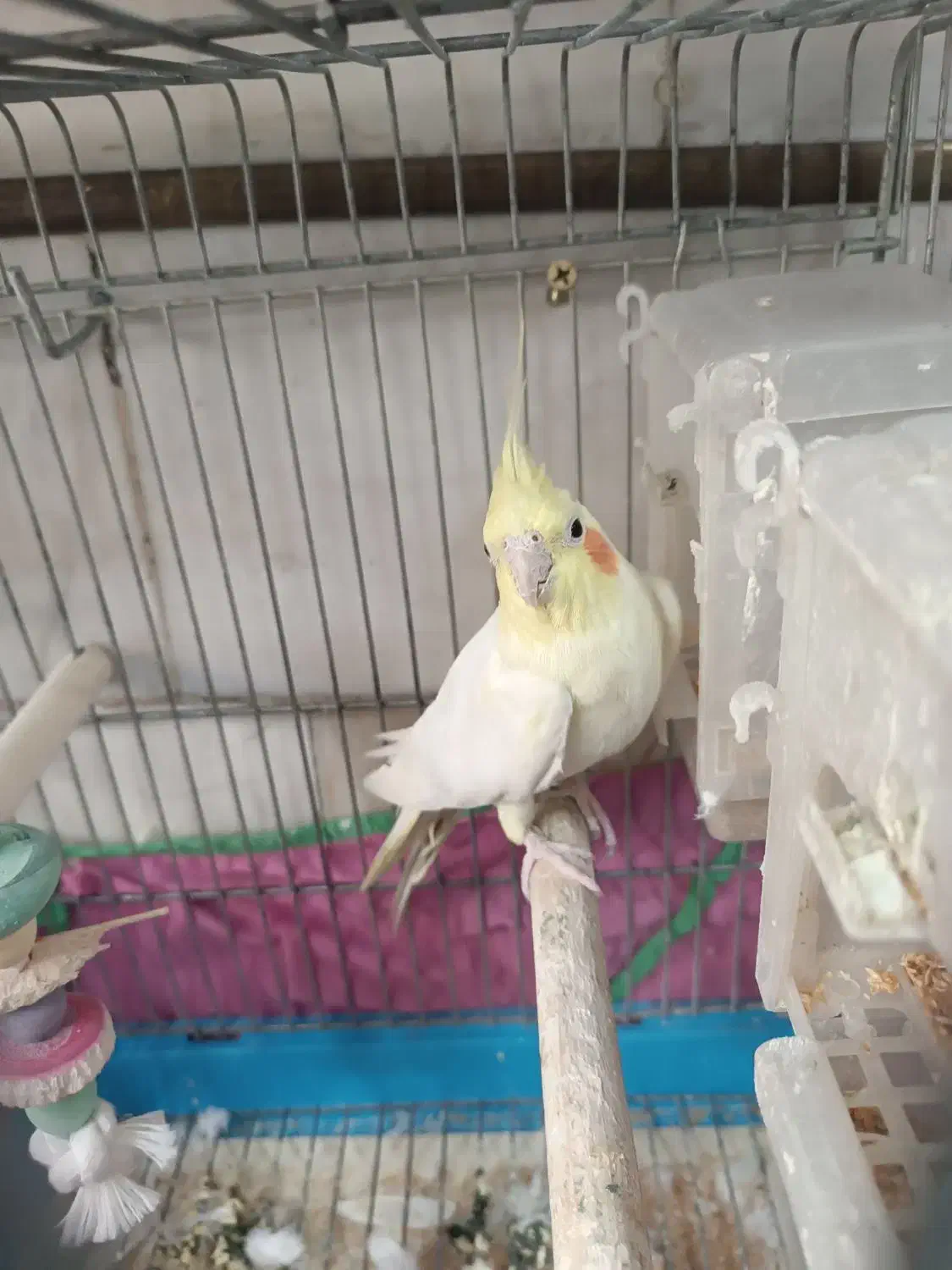 عروس هلندی بالغ|پرنده|تهران, شارق|دیوار