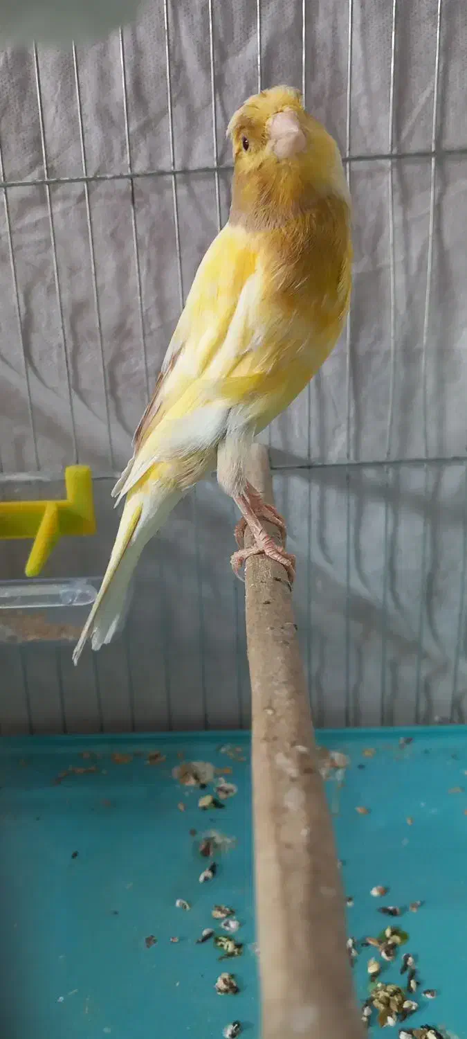 قناری ماده آماده کشیده|پرنده|رشت, جانبازان|دیوار