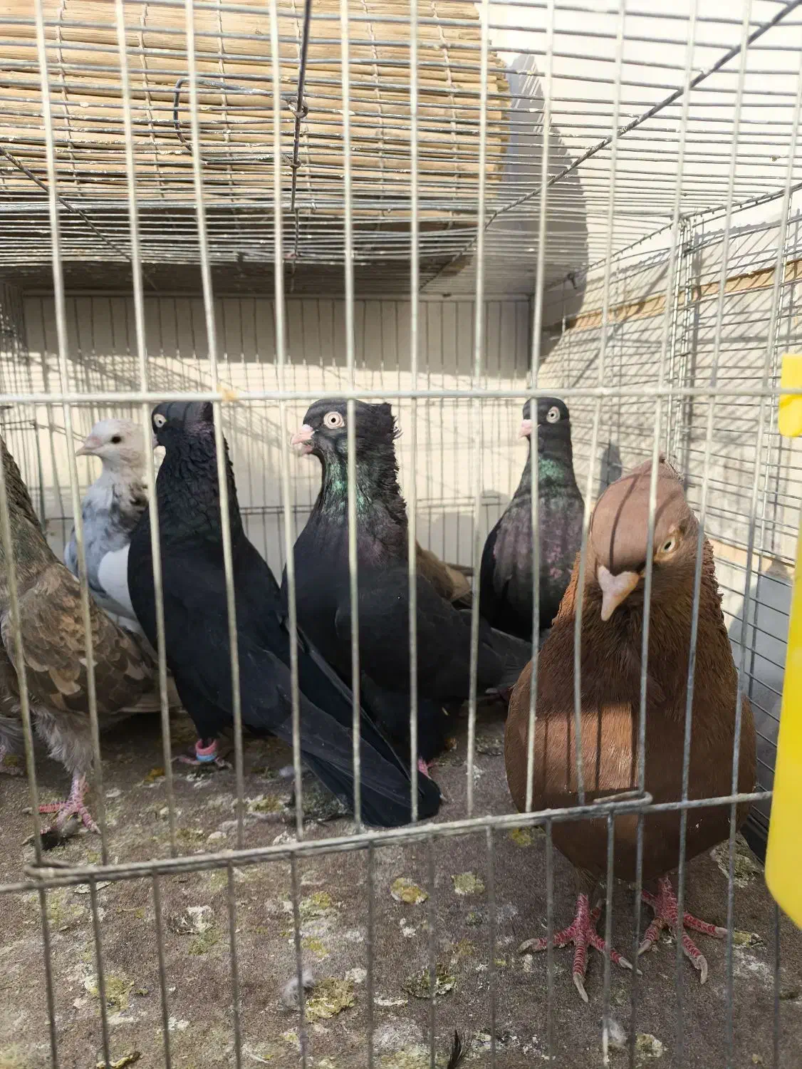 فروش ویژه سرخ .قهوه ای و. زاغ واکسی نژاد خالص|پرنده|شاهینشهر, فردوسی|دیوار