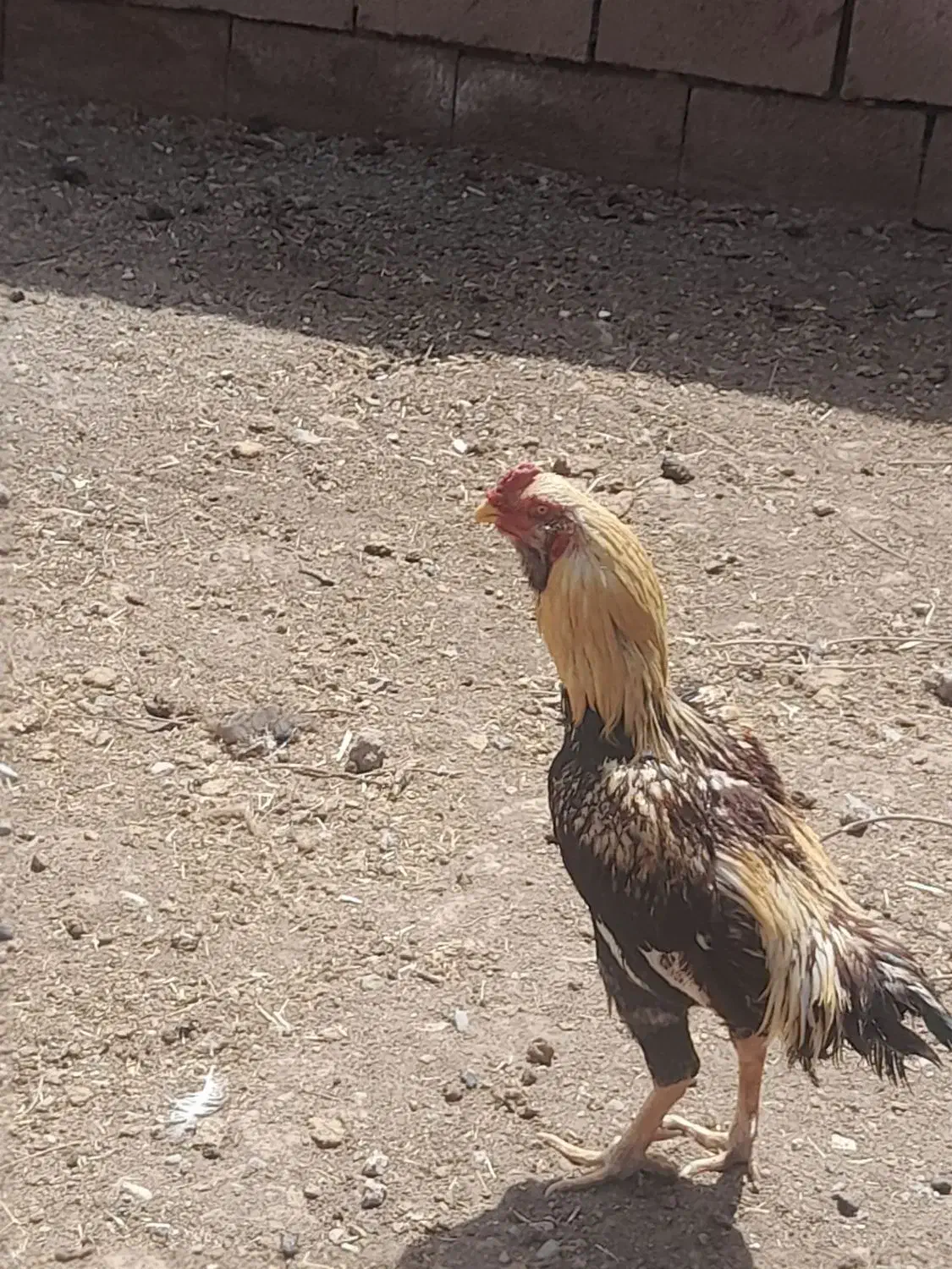 جوجه لاری و خروس|حیوانات مزرعه|زاوه, |دیوار