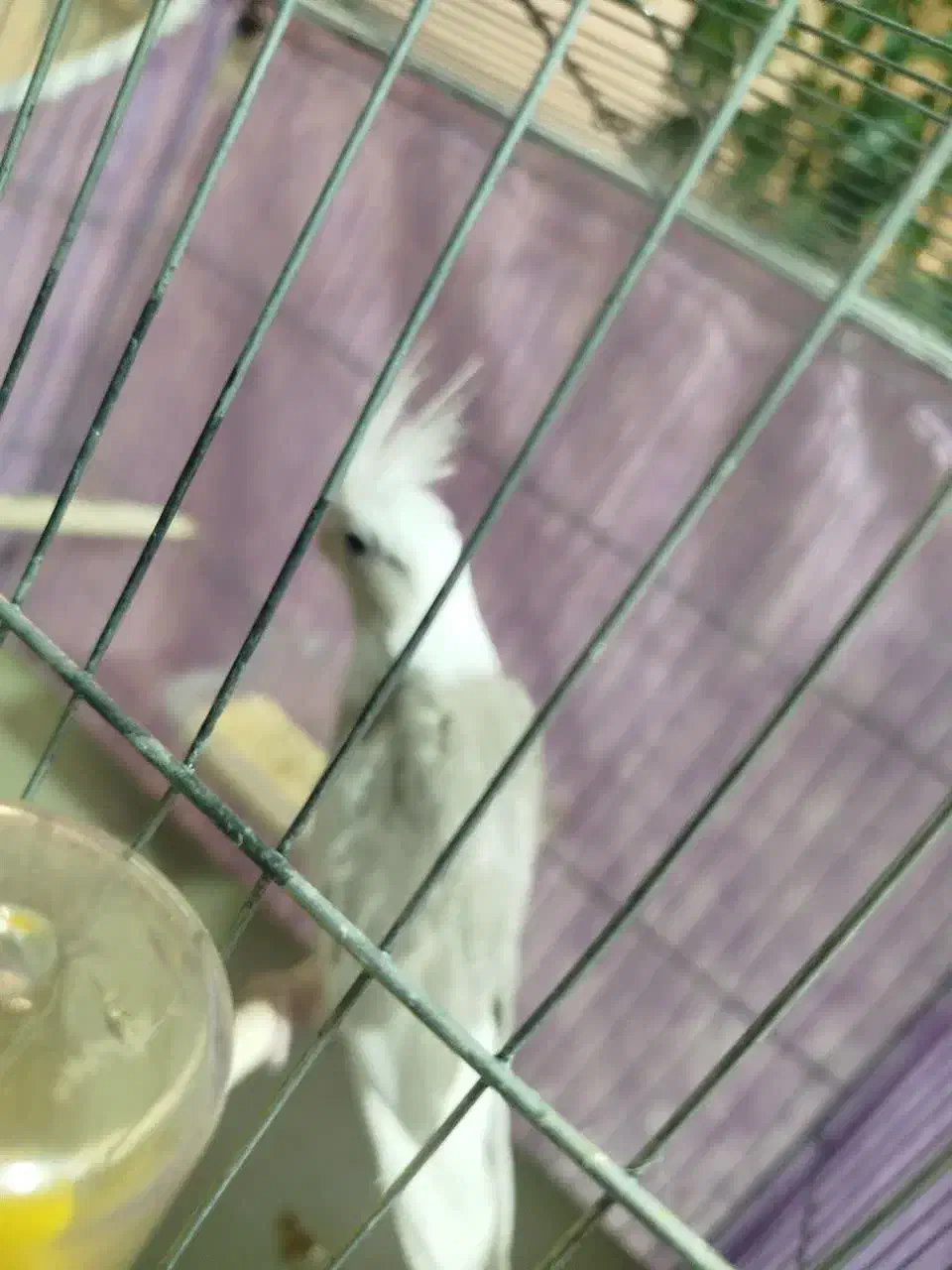 عروس هلندی|پرنده|اسفراین, |دیوار