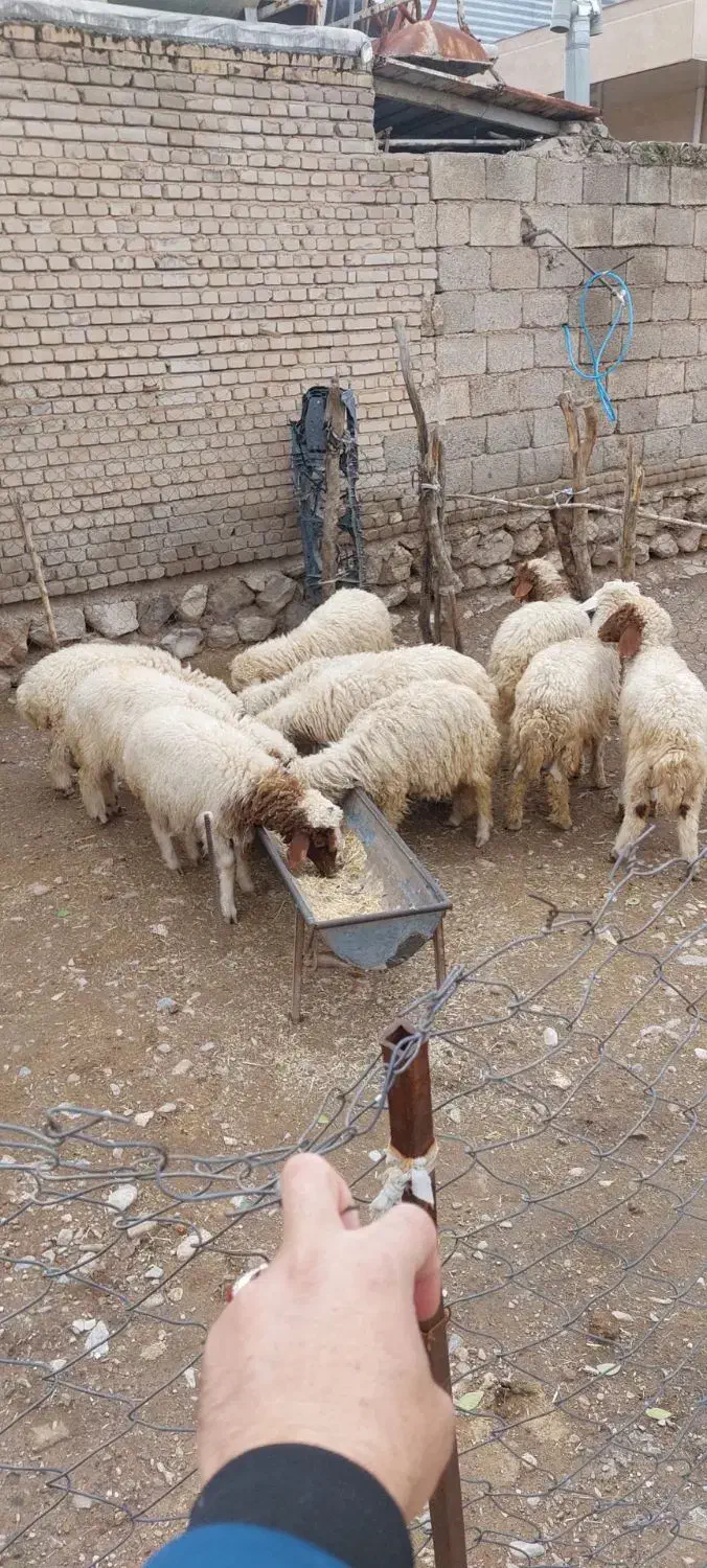 ۱۰ راس بره نر|حیوانات مزرعه|دره شهر, |دیوار