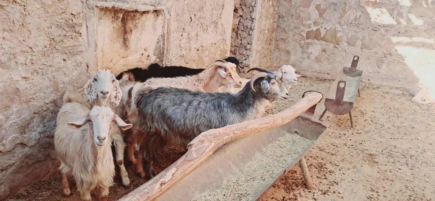 فروش بز|حیوانات مزرعه|دیشموک, |دیوار