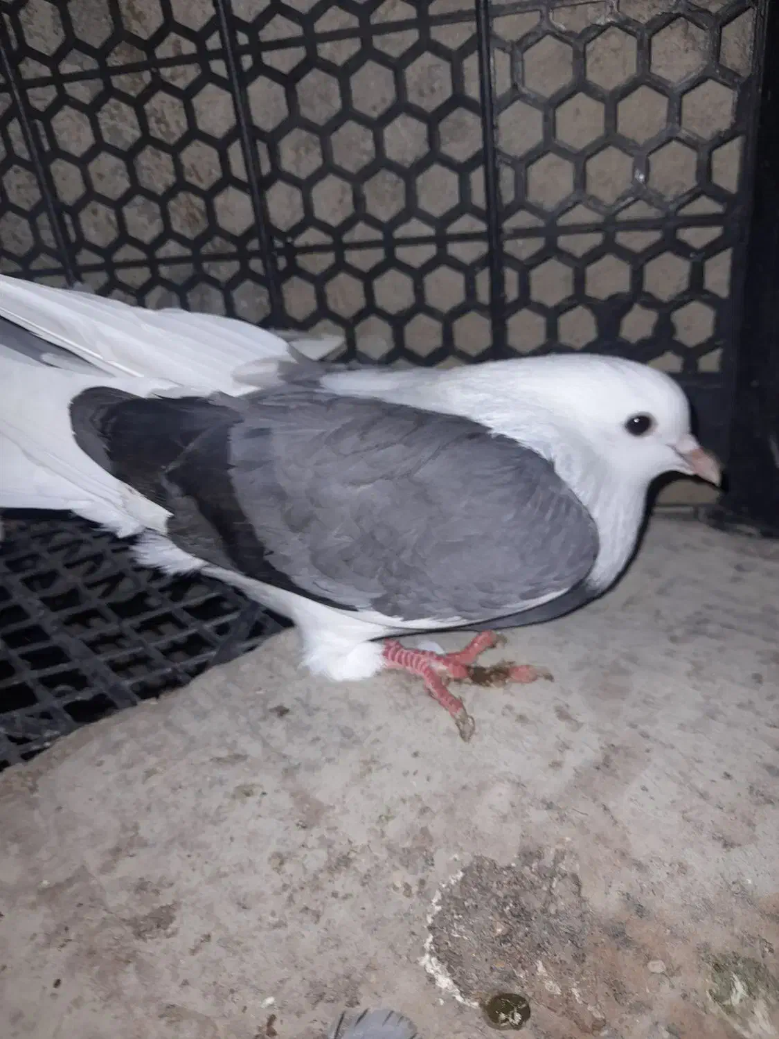 کبوتر|پرنده|قشم, |دیوار